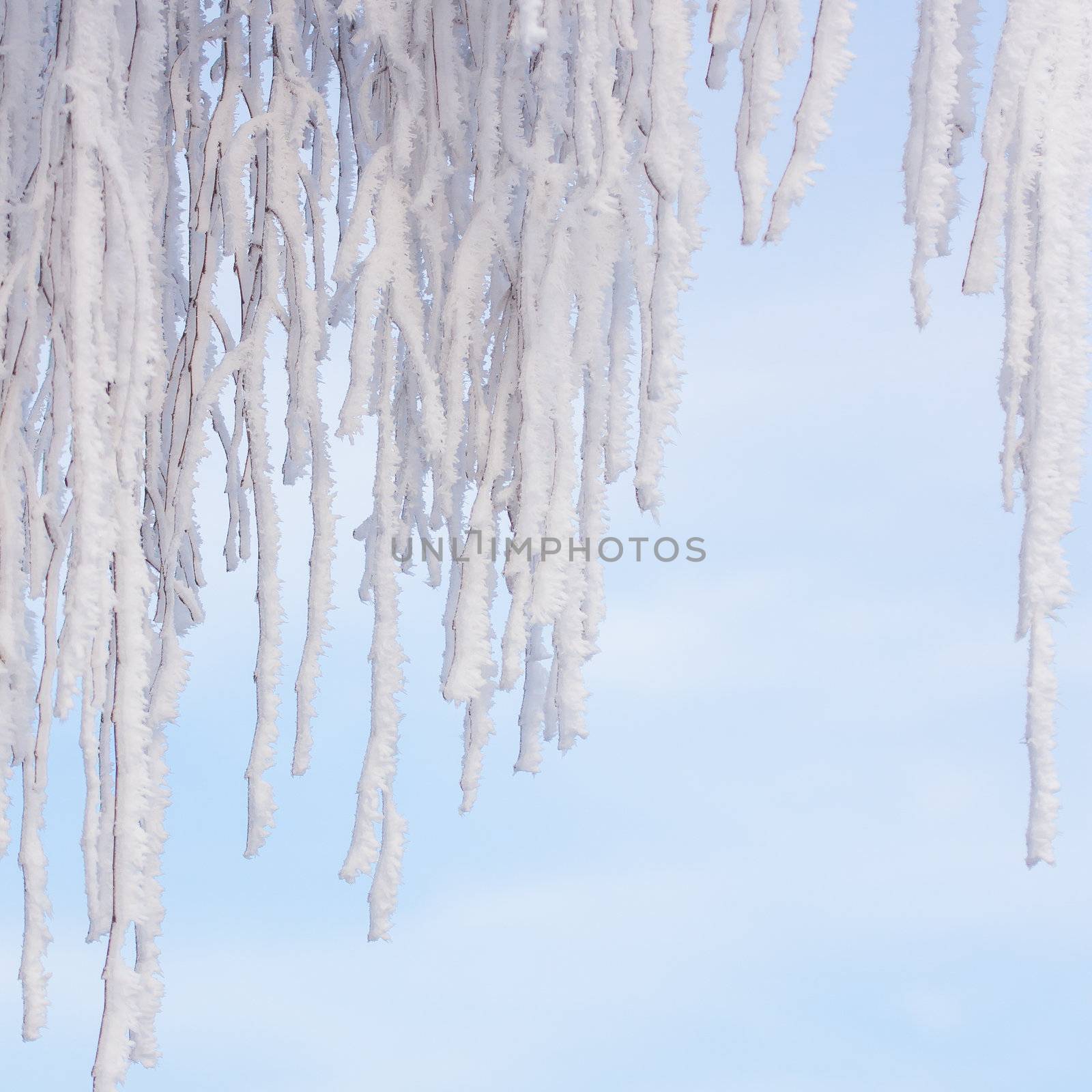 Hoarfrost on a tree in the winter