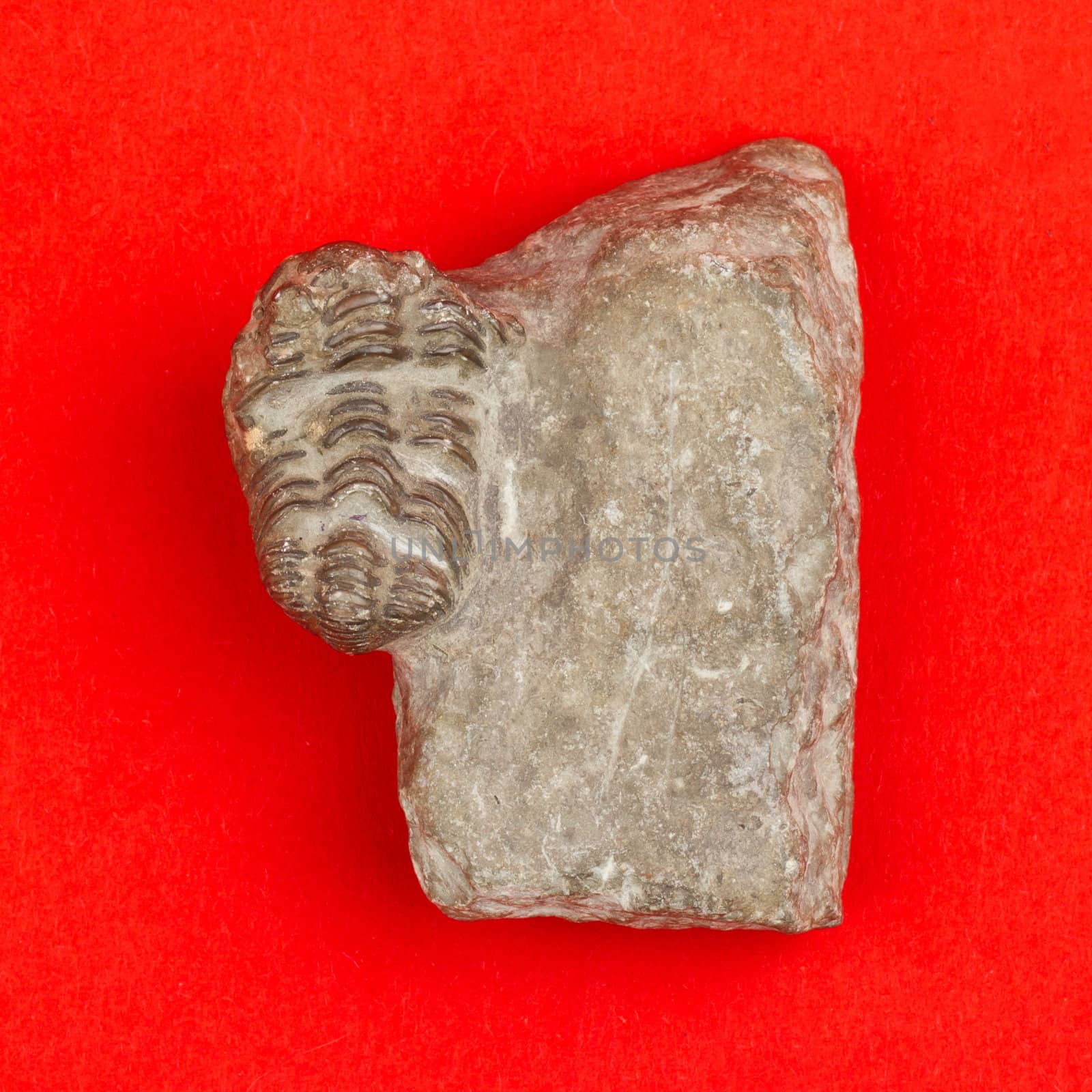 Trilobite fossil isolated on a red background