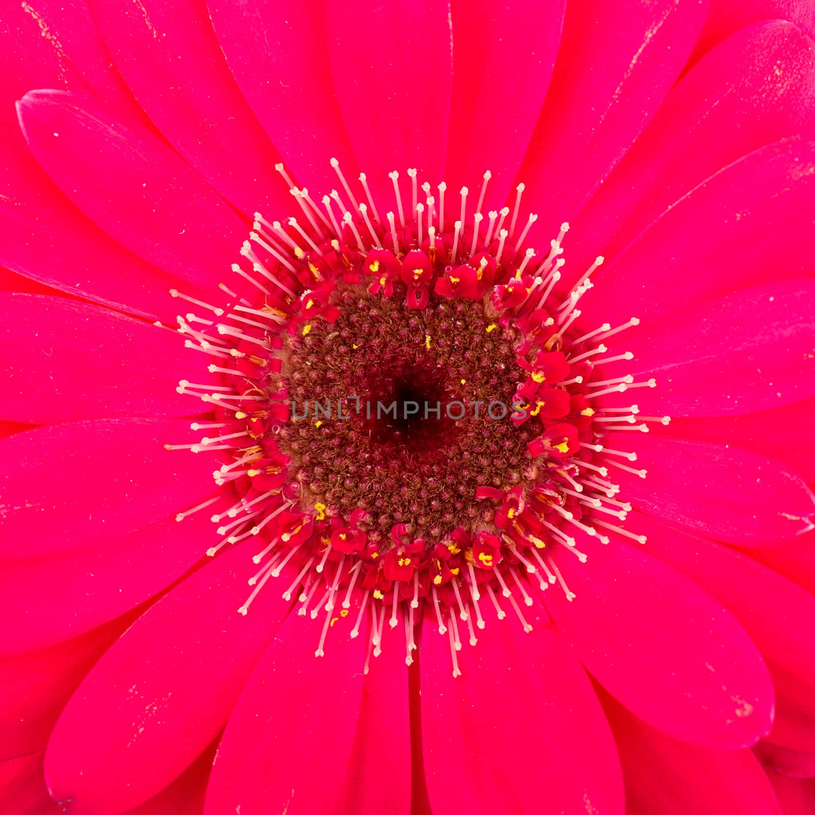 Pink gerbera flower isolated on a white background