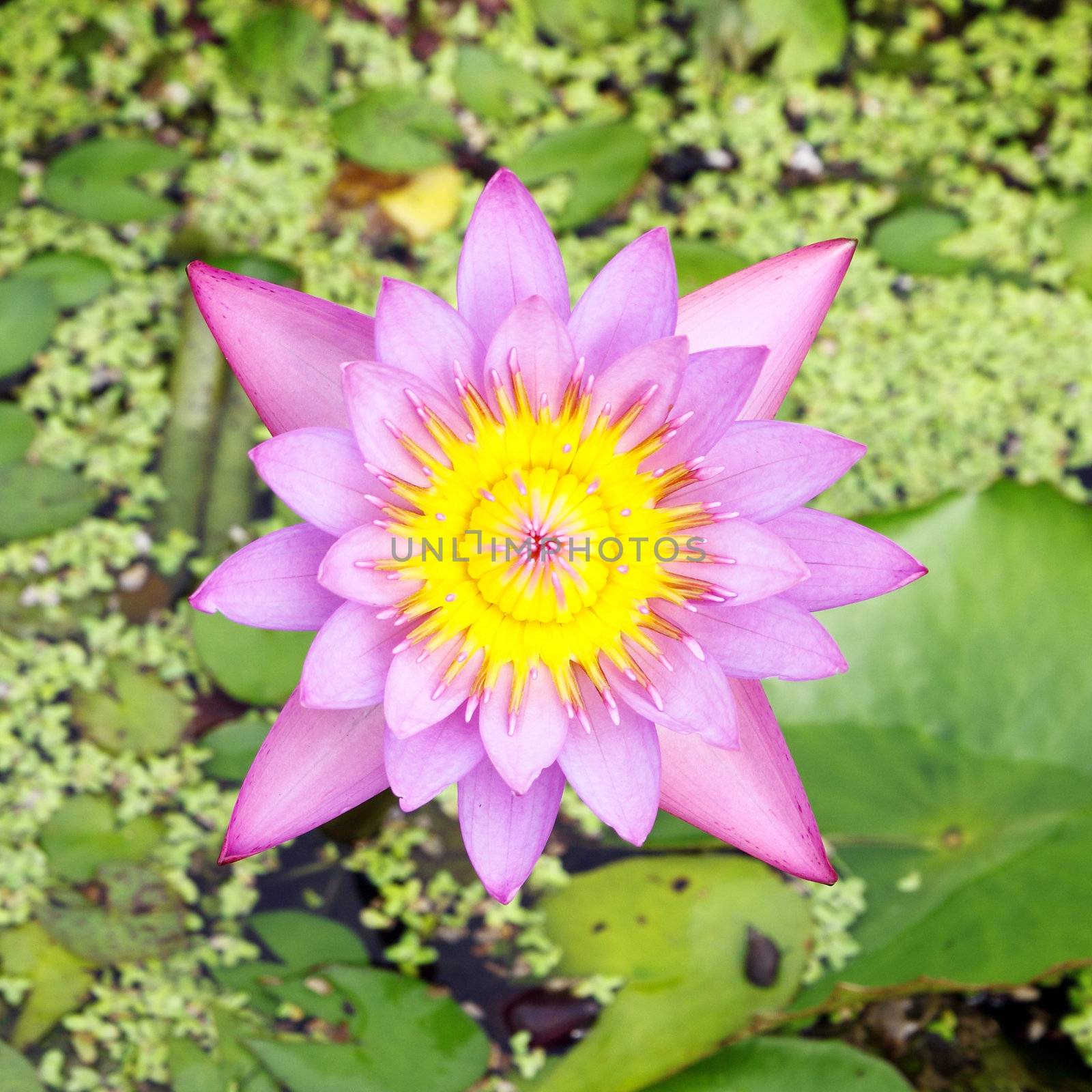 the lotus blooming on lotus pond