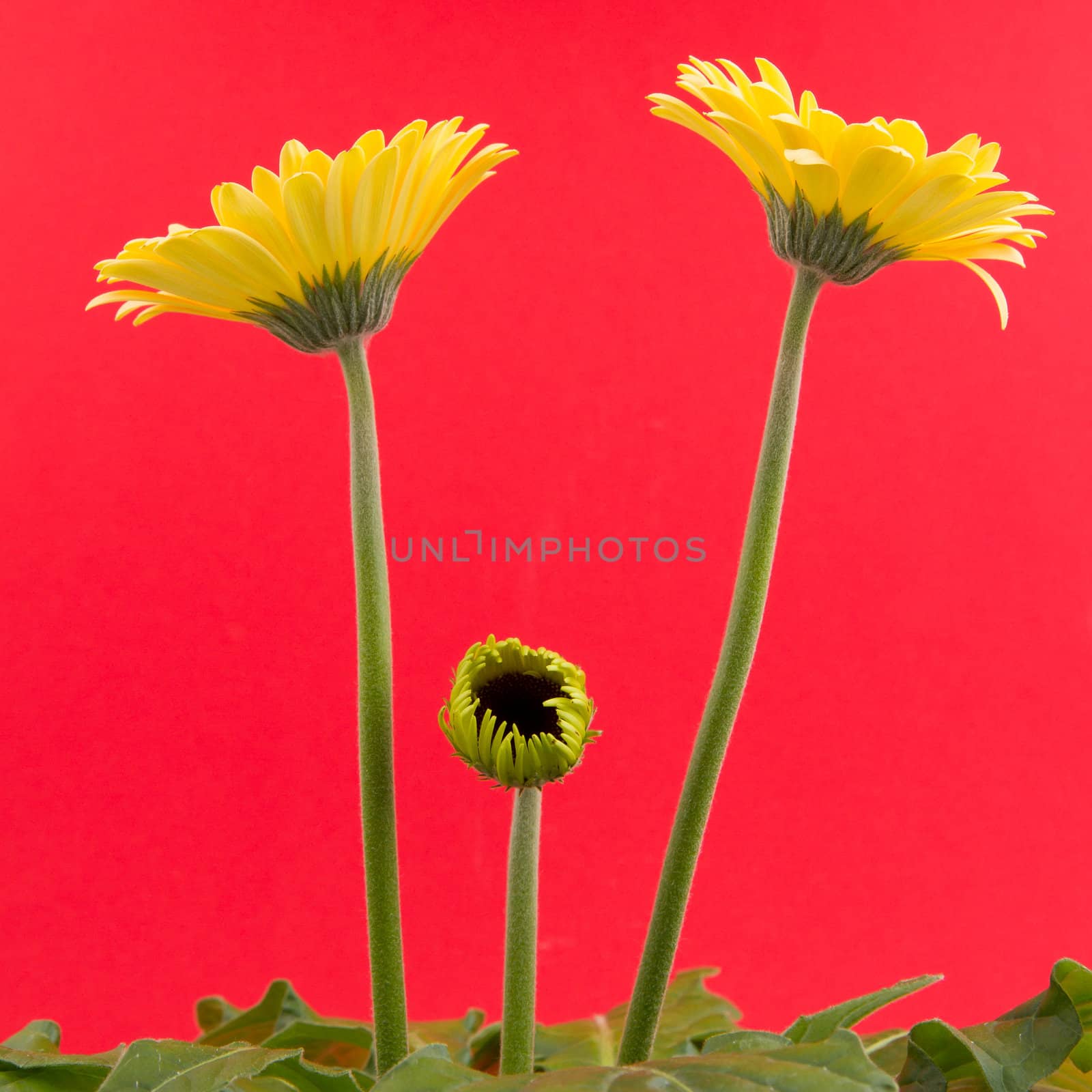 Yellow gerbera flower isolated on a red background by michaklootwijk