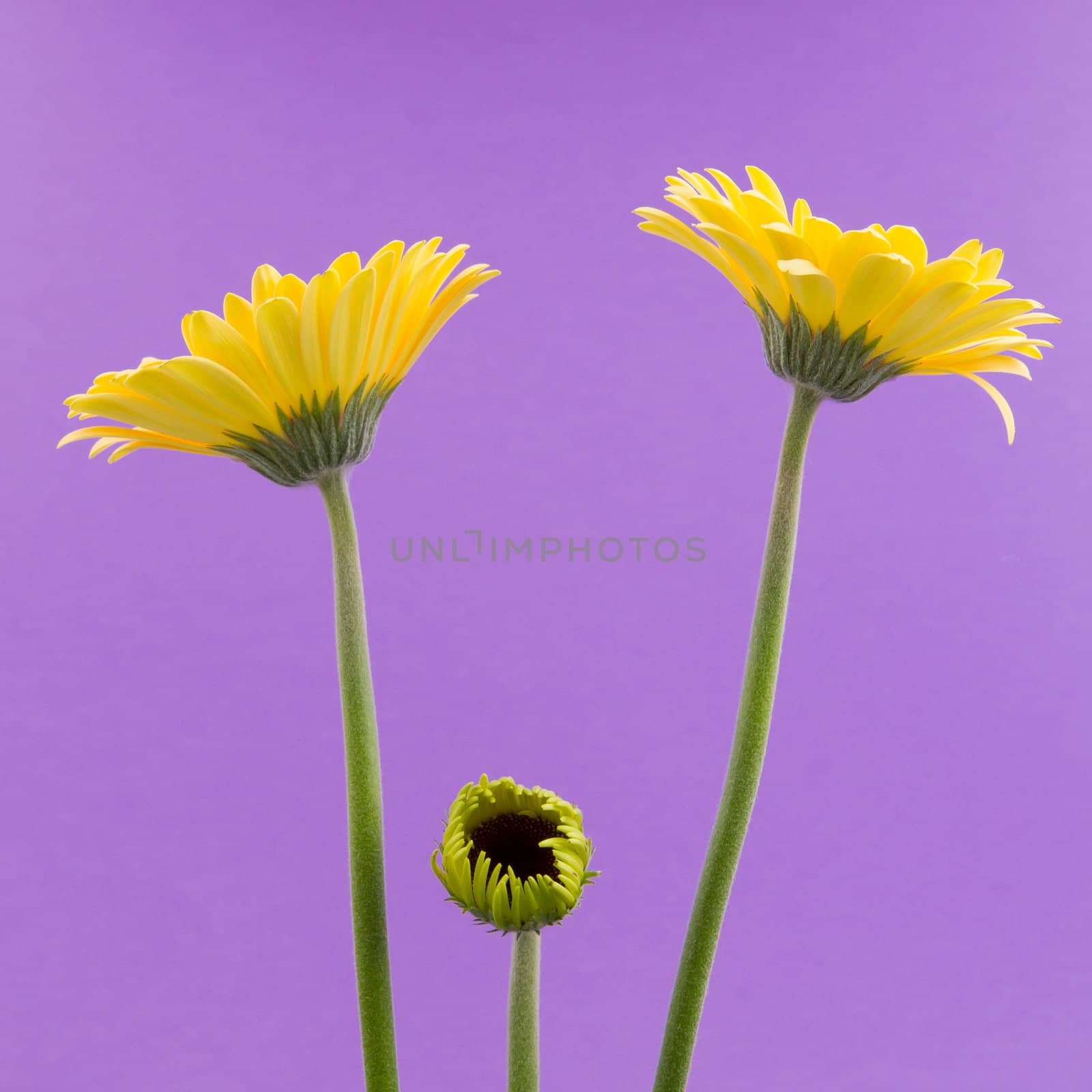 Yellow gerbera flower isolated on a purple background