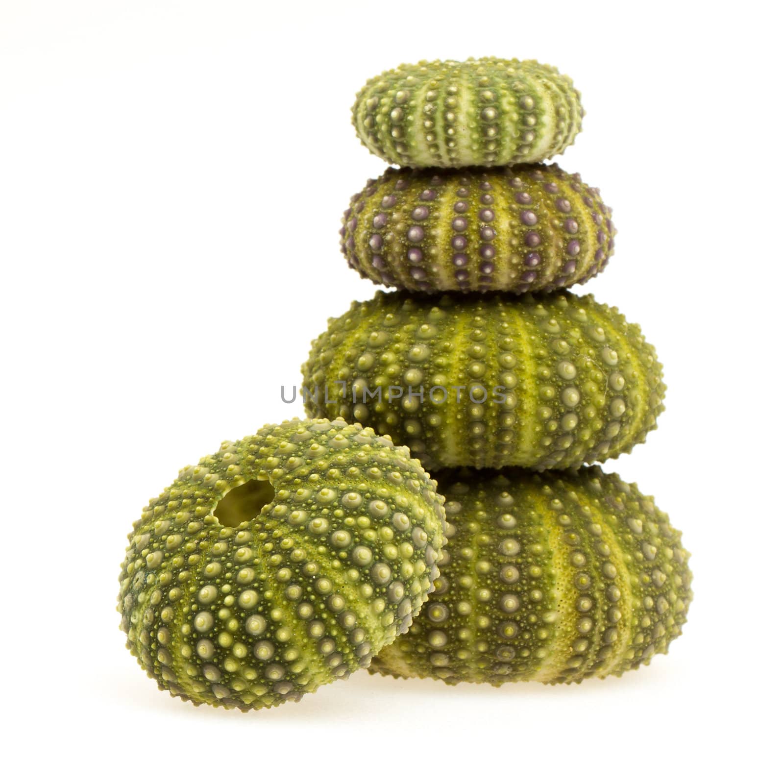 Isolated green sea urchins on a white background