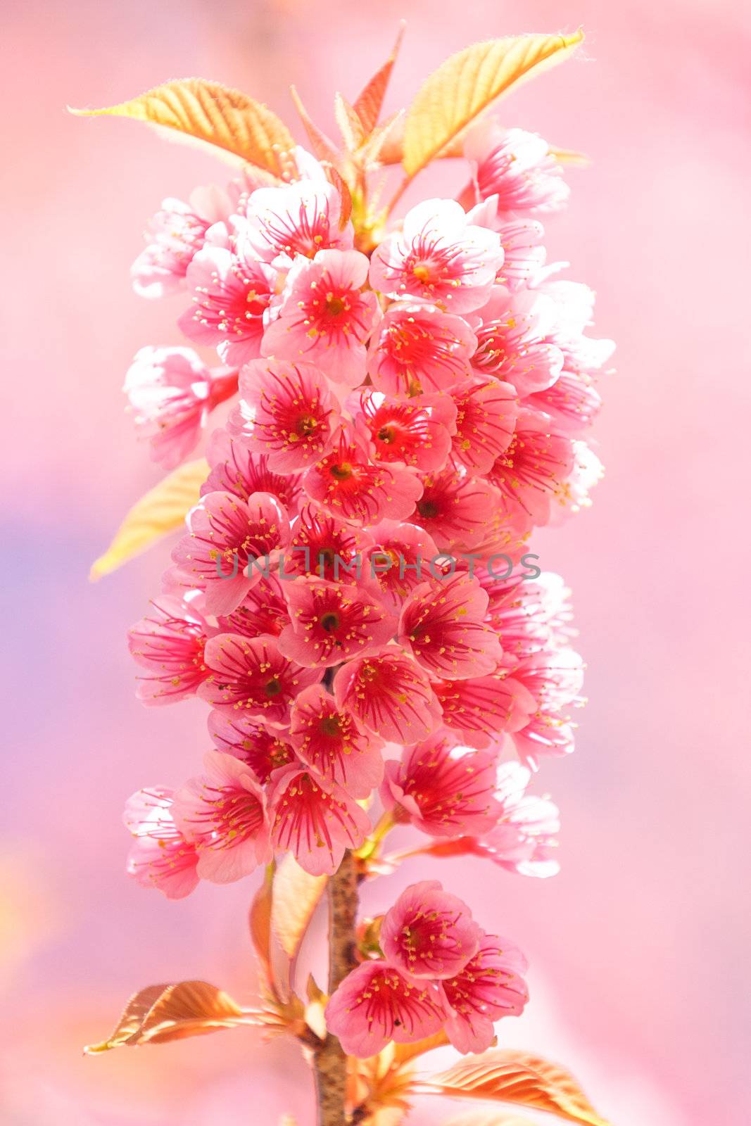 Sakura pink flower by jame_j@homail.com