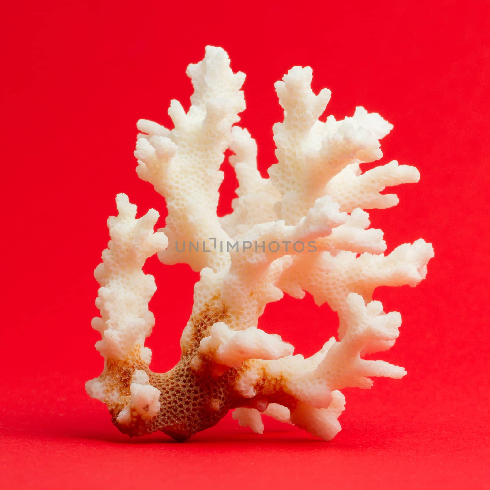 Light coral isolated on a red background