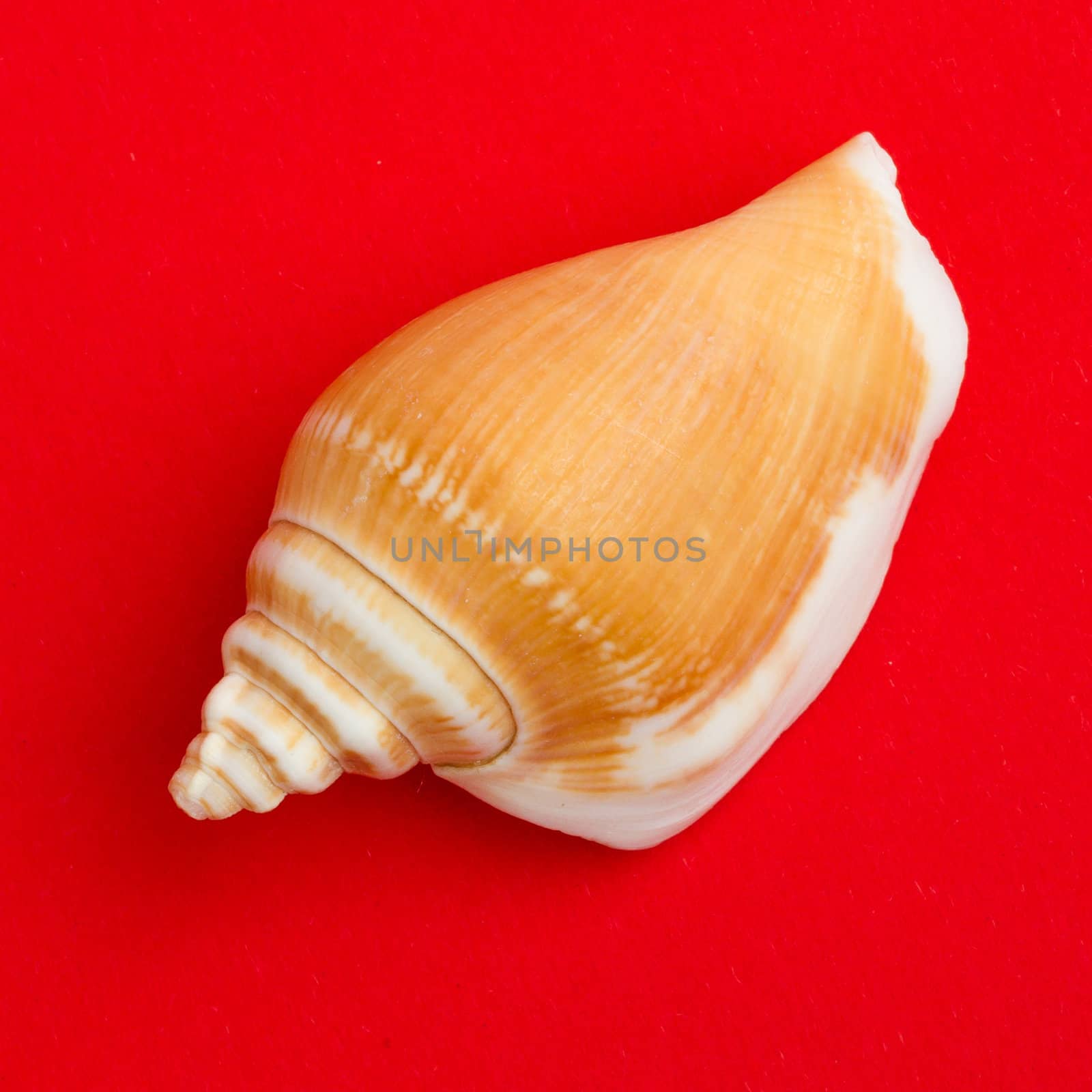 Brown seashell isolated on a red background