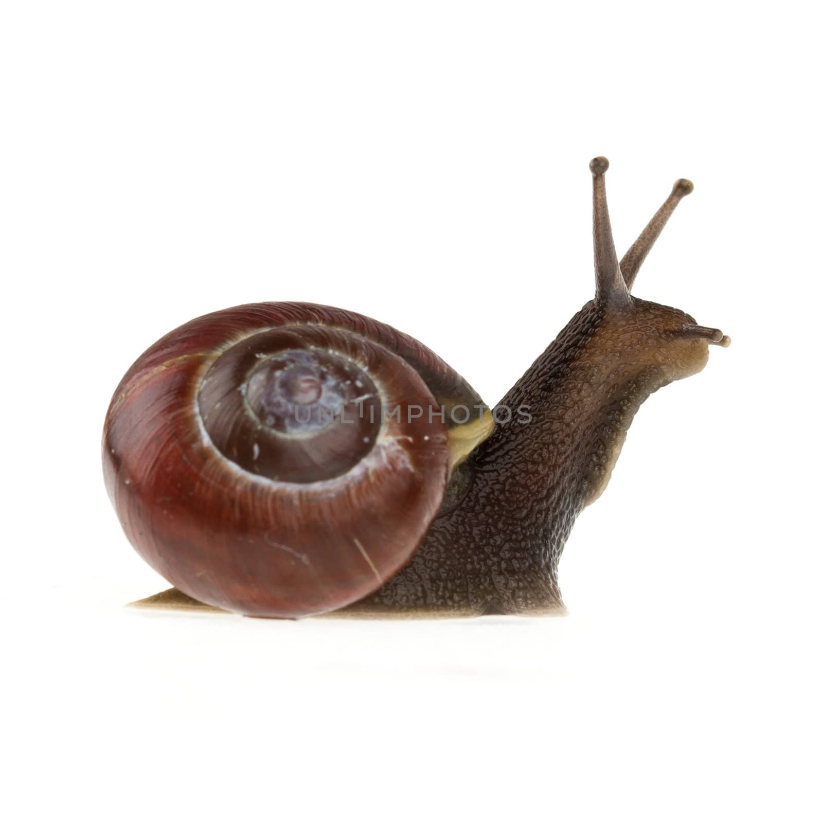 Garden snail (Helix aspersa) isolated on a white background