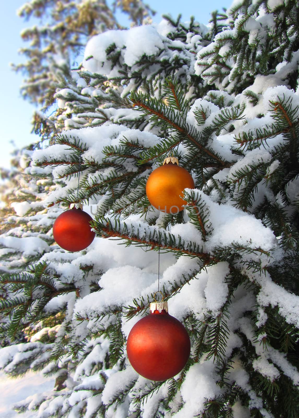 Christmas balls in real tree by anterovium