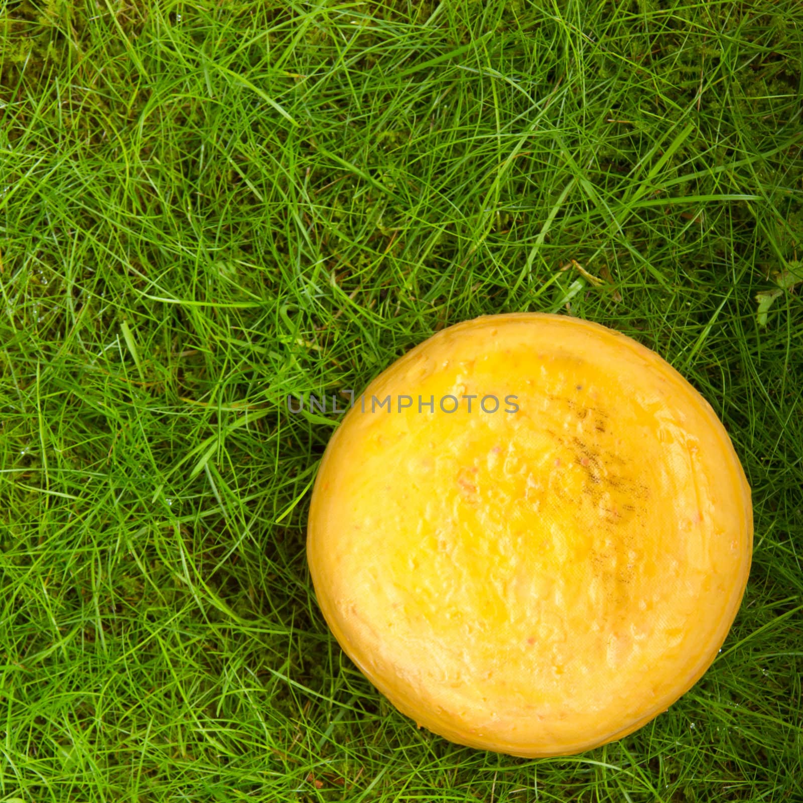 Round onion cheese isolated in the green grass (Holland)