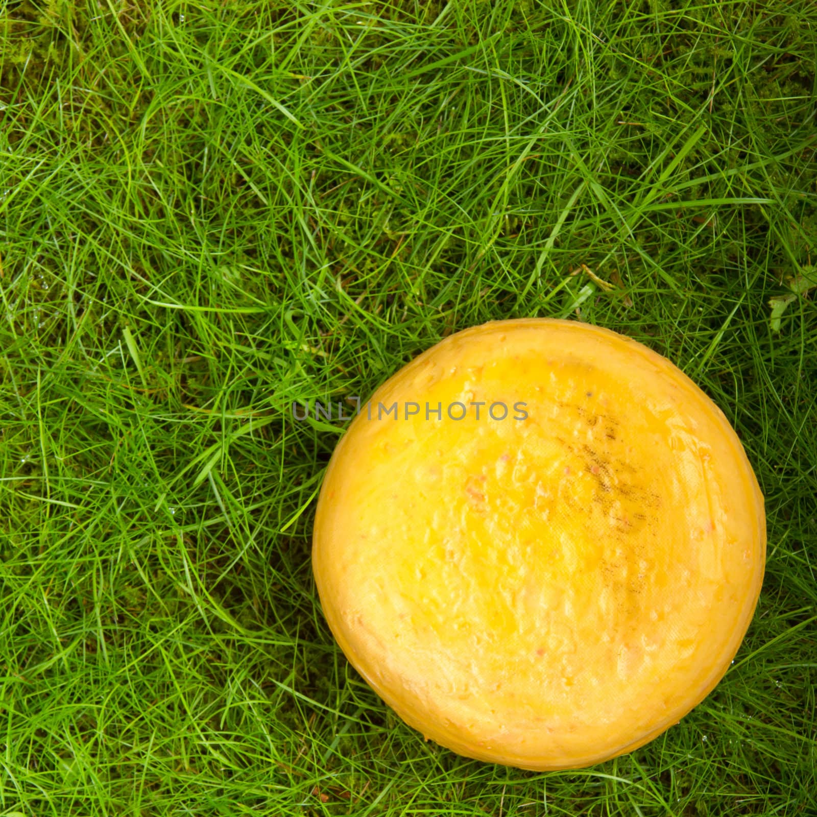 Round onion cheese isolated in the green grass by michaklootwijk