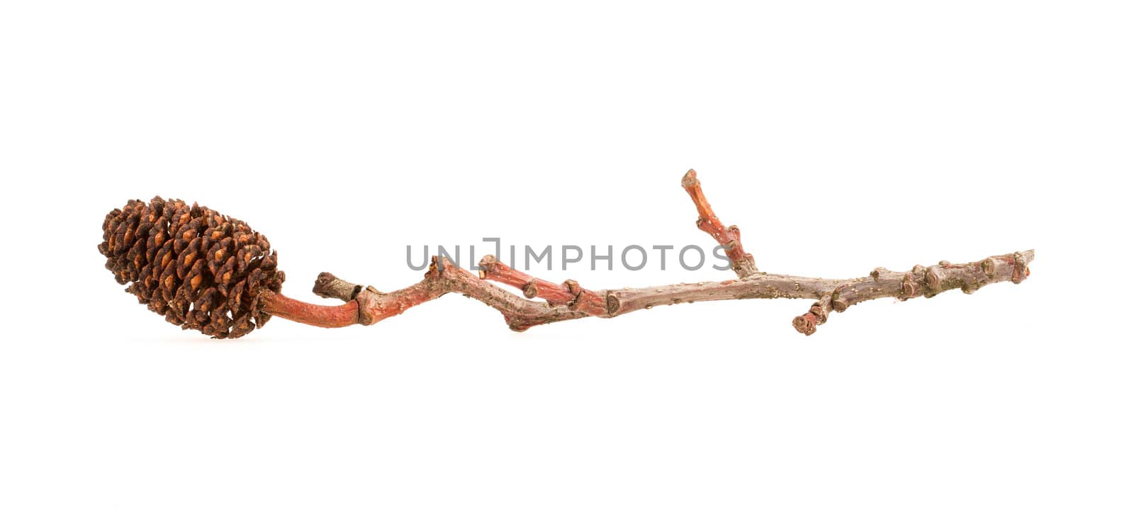 Alder cone on a branch, isolated on white
