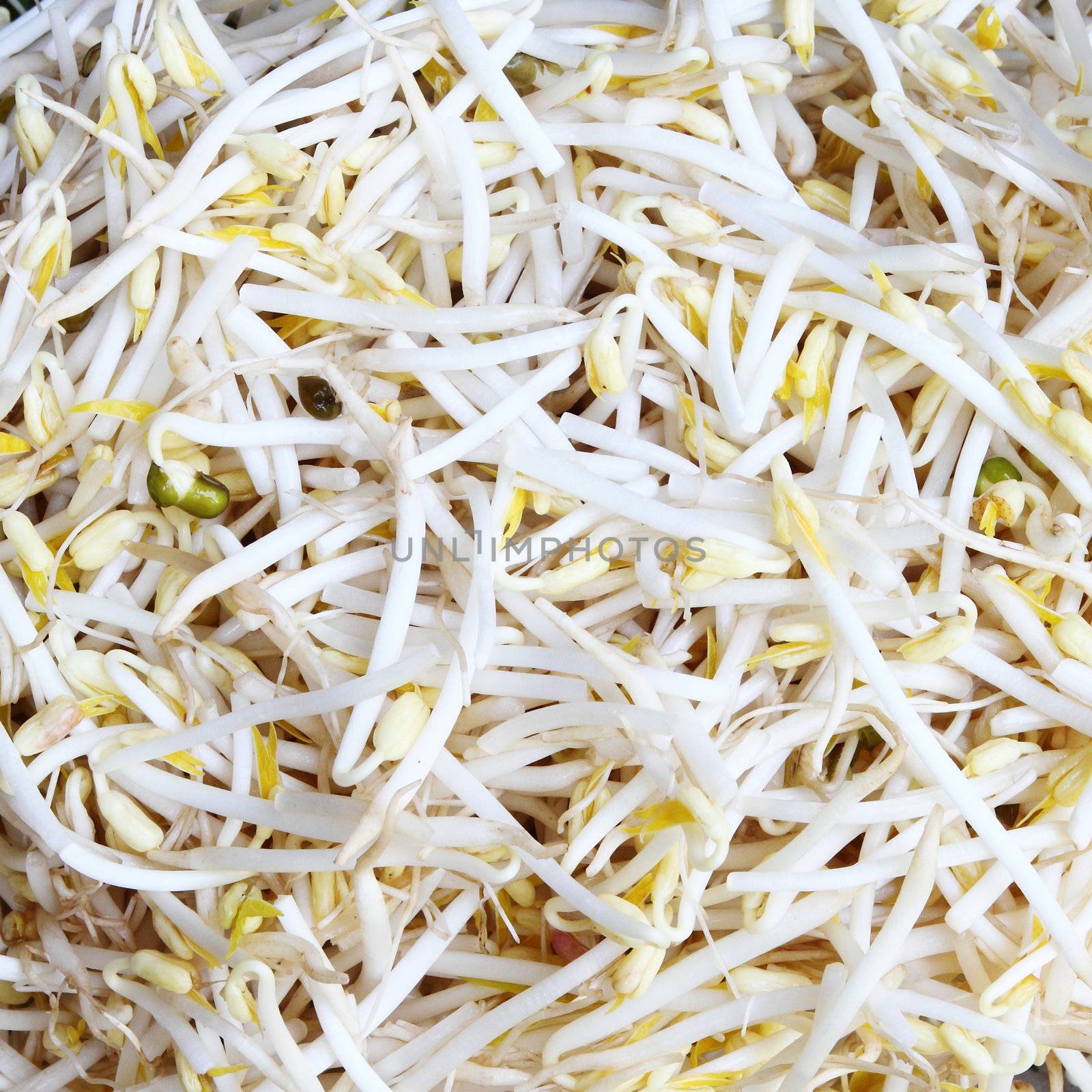 Close up of Bean Sprouts by geargodz