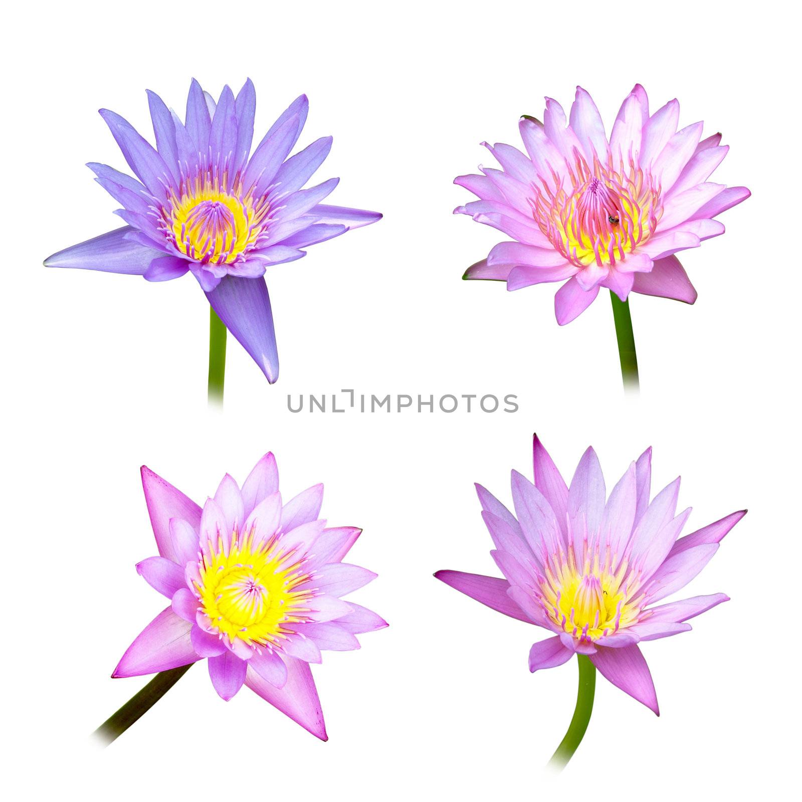 4 lotus on white background by geargodz