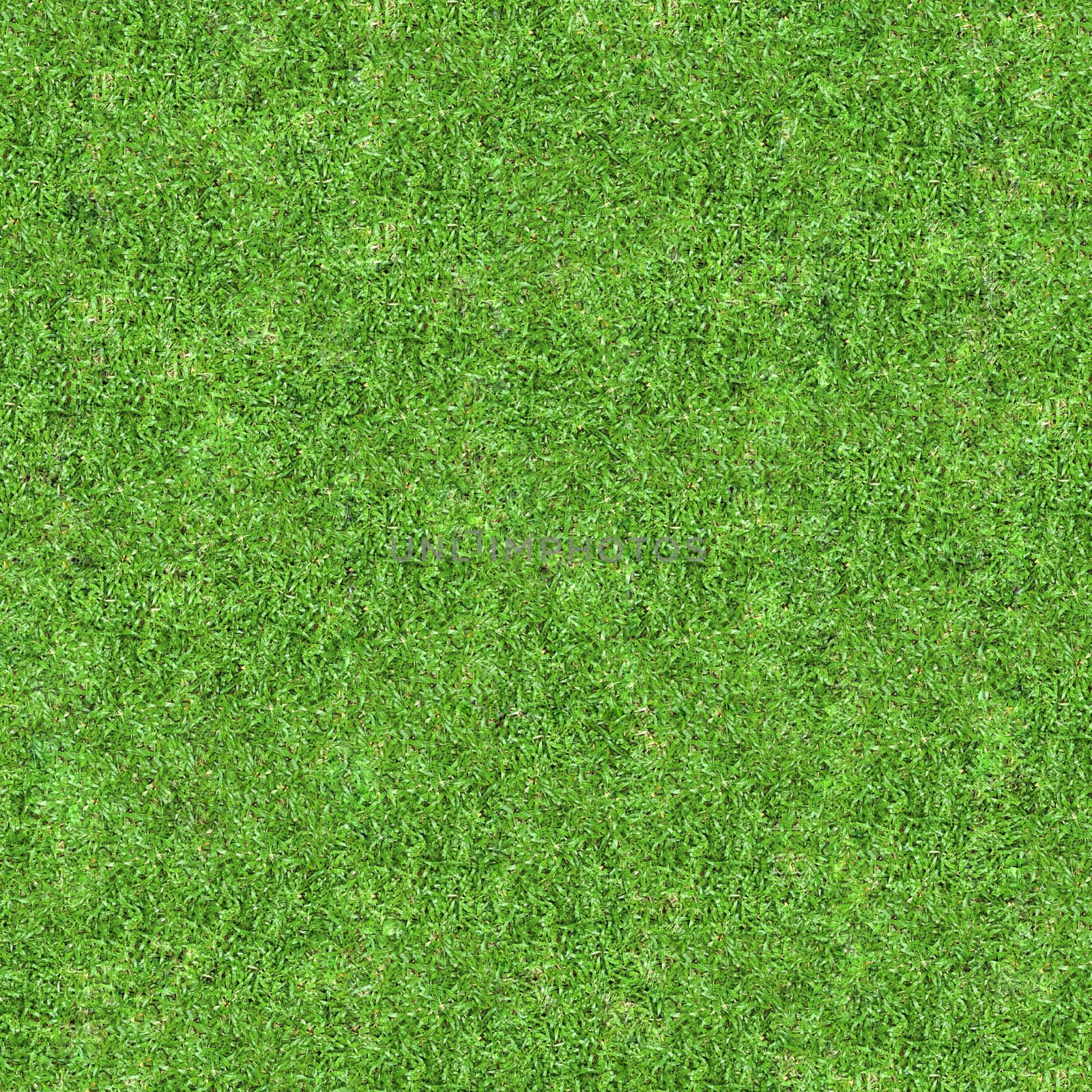 grass texture by antpkr