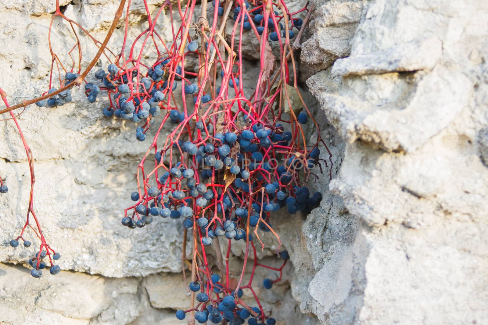 wild vines against the wall of limestone