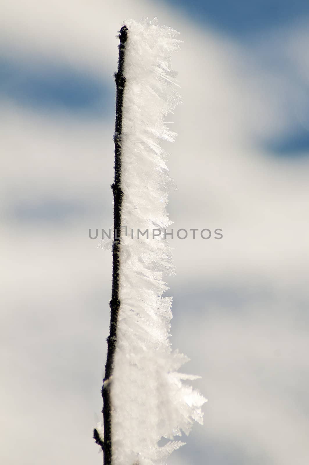 branch with ice crystals by Jochen