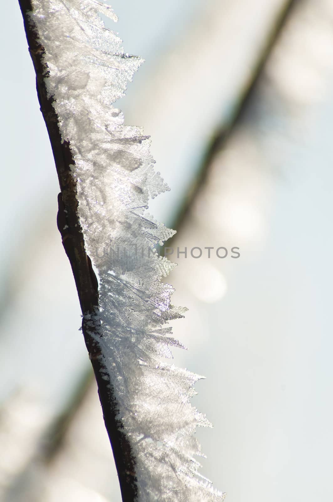 branch with ice crystals