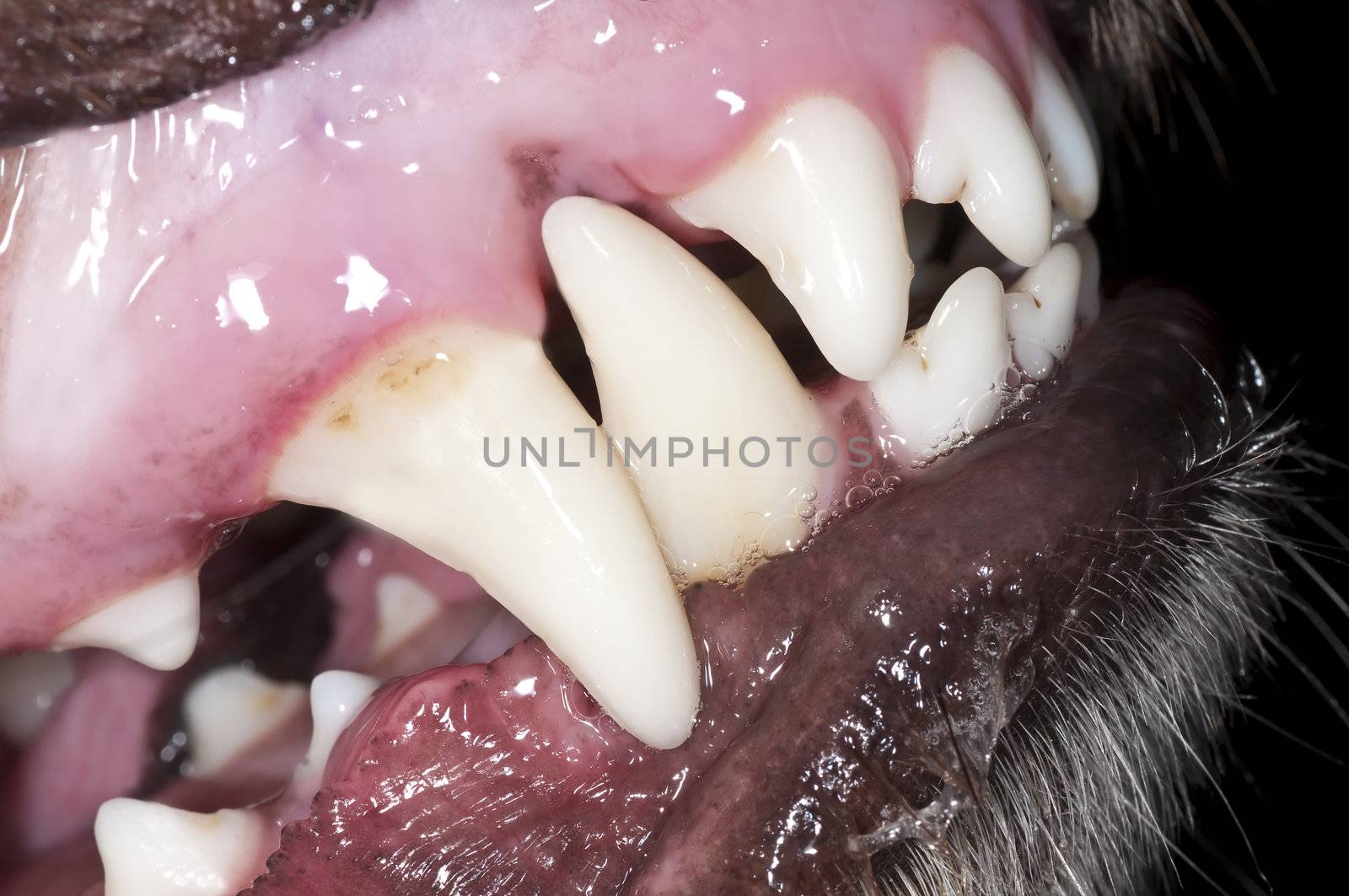 dog teeth by Jochen