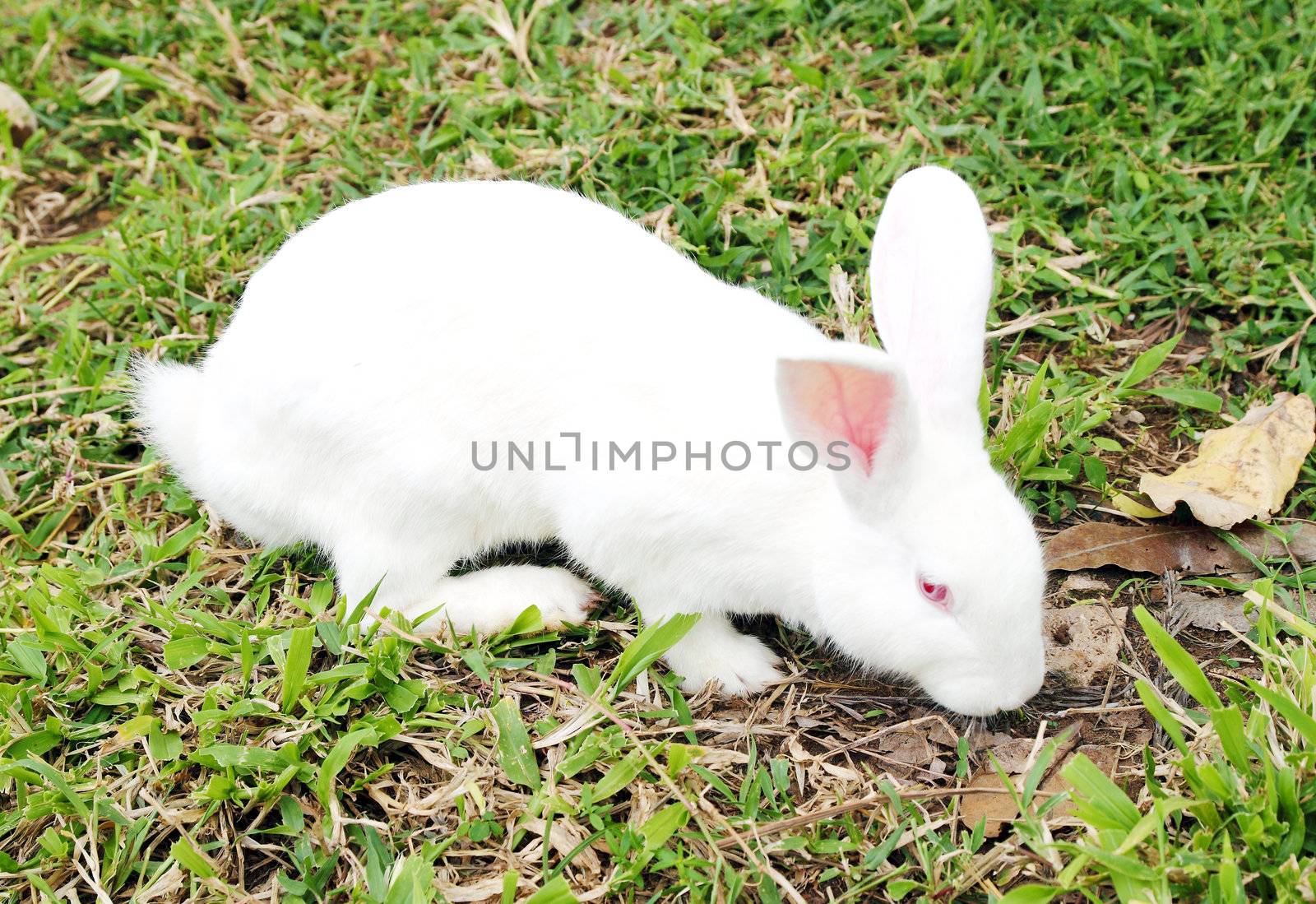 White rabbit in a green grass by geargodz