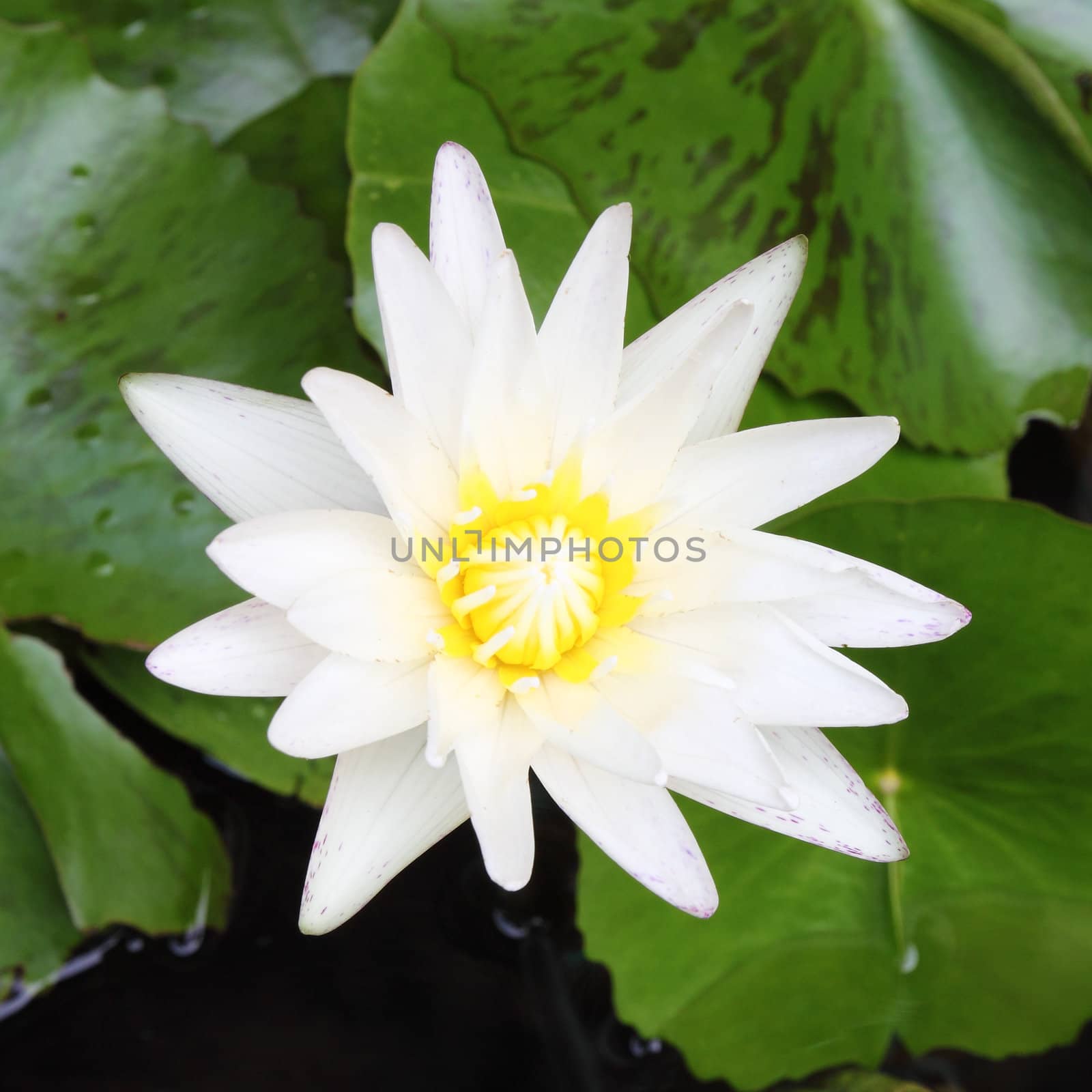 Closeup white lotus flower in the lake by geargodz