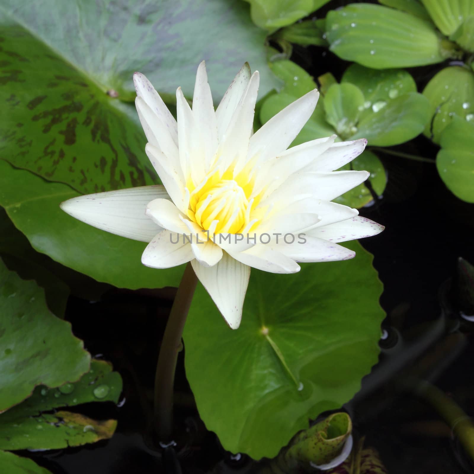 Closeup white lotus flower in the lake by geargodz