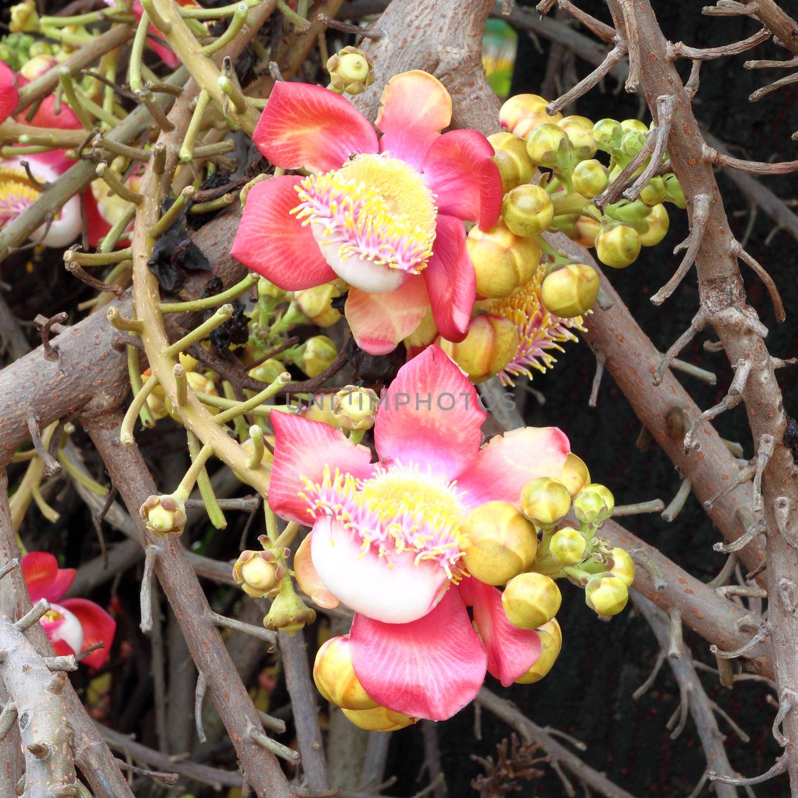 Salavan flowers is a one of logo of buddhism.