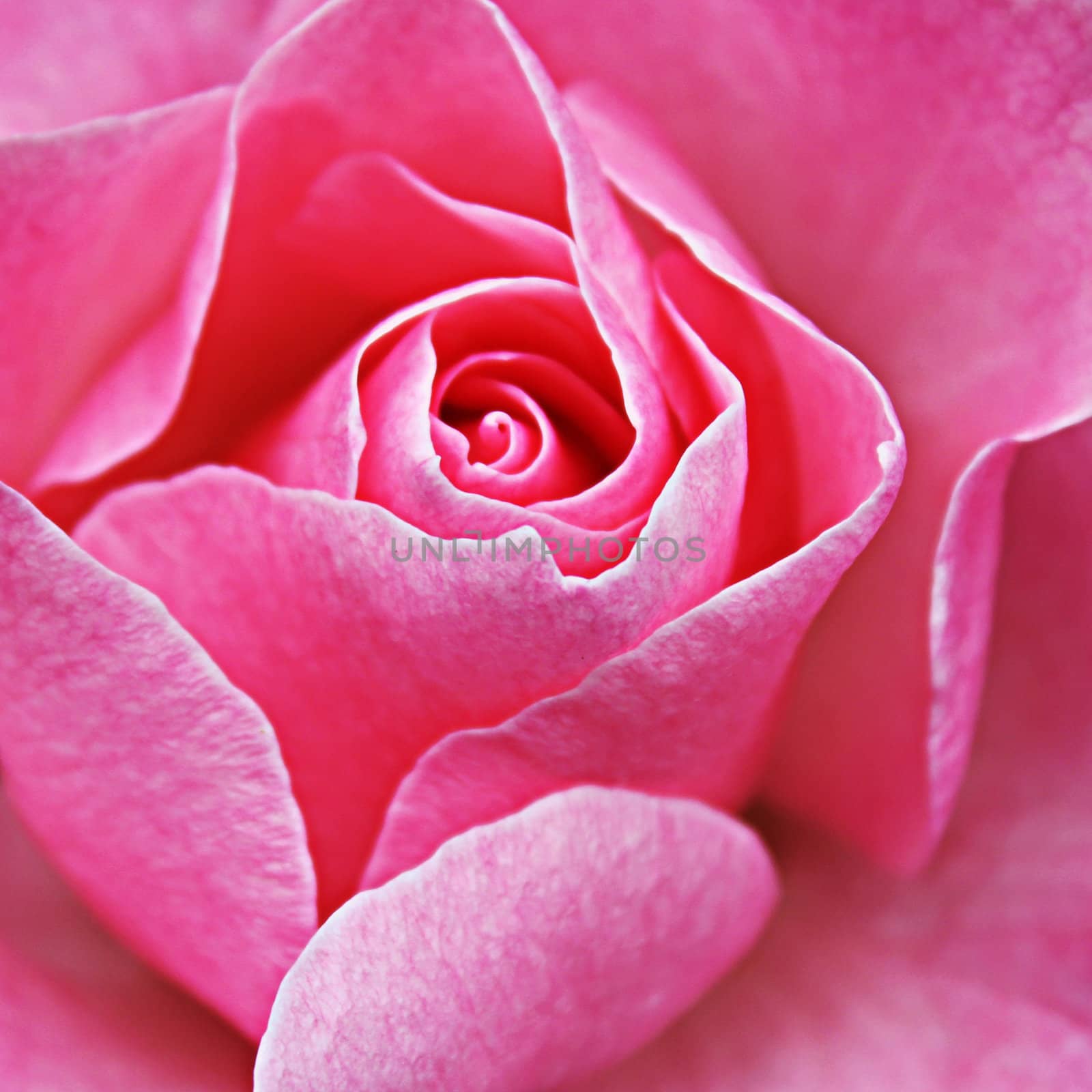 Close Up Rose Flower