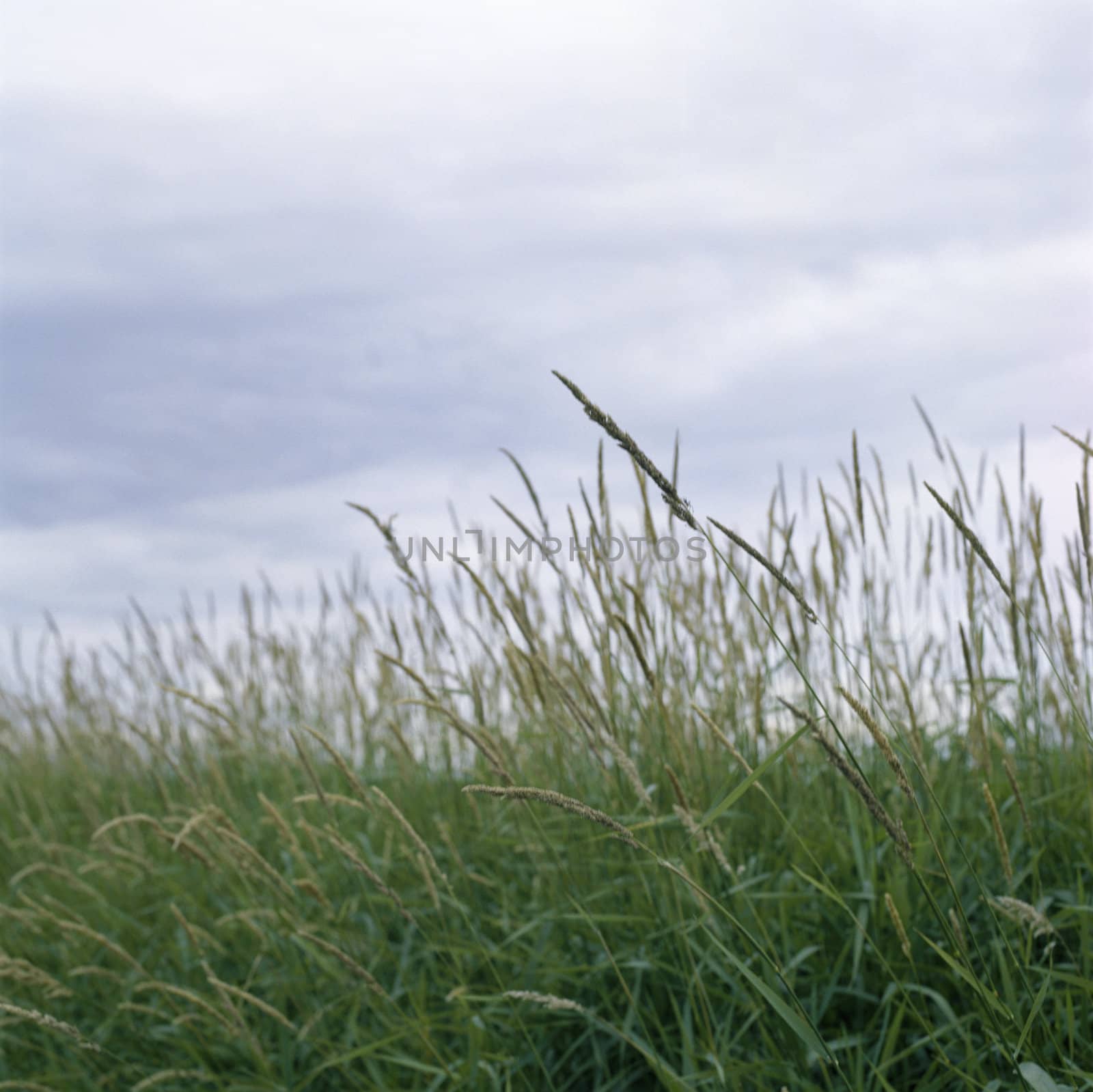 field of grass by mmm