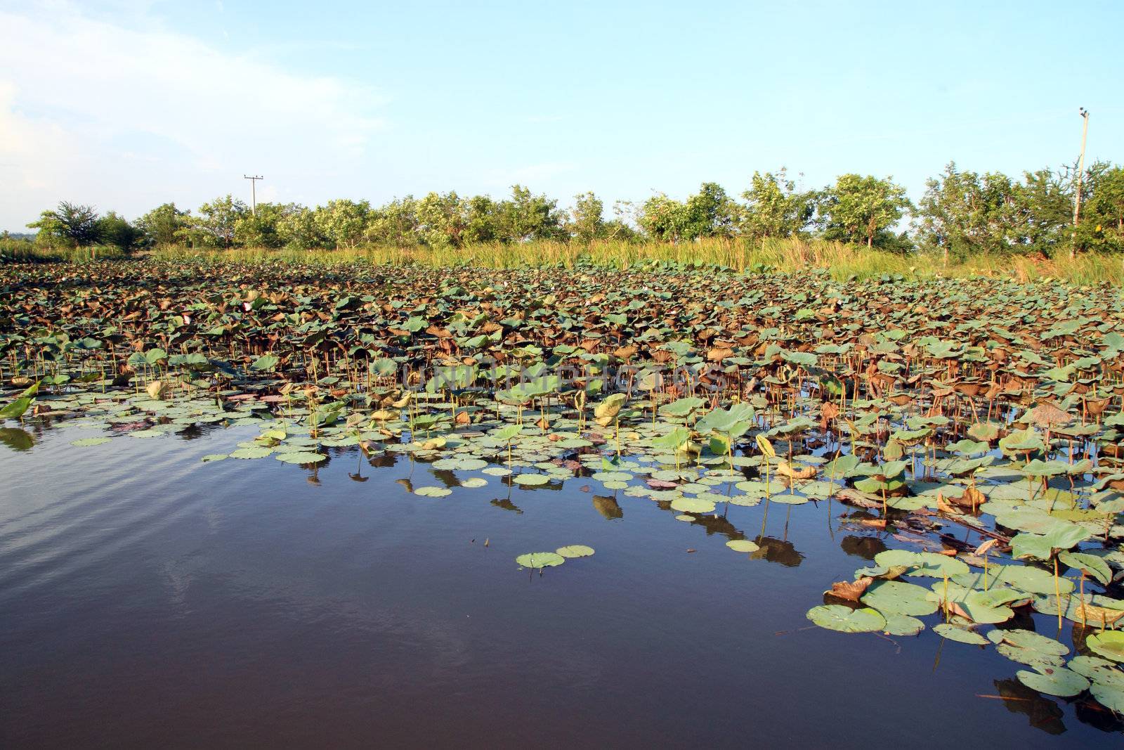 Lotus pond in country  side by geargodz