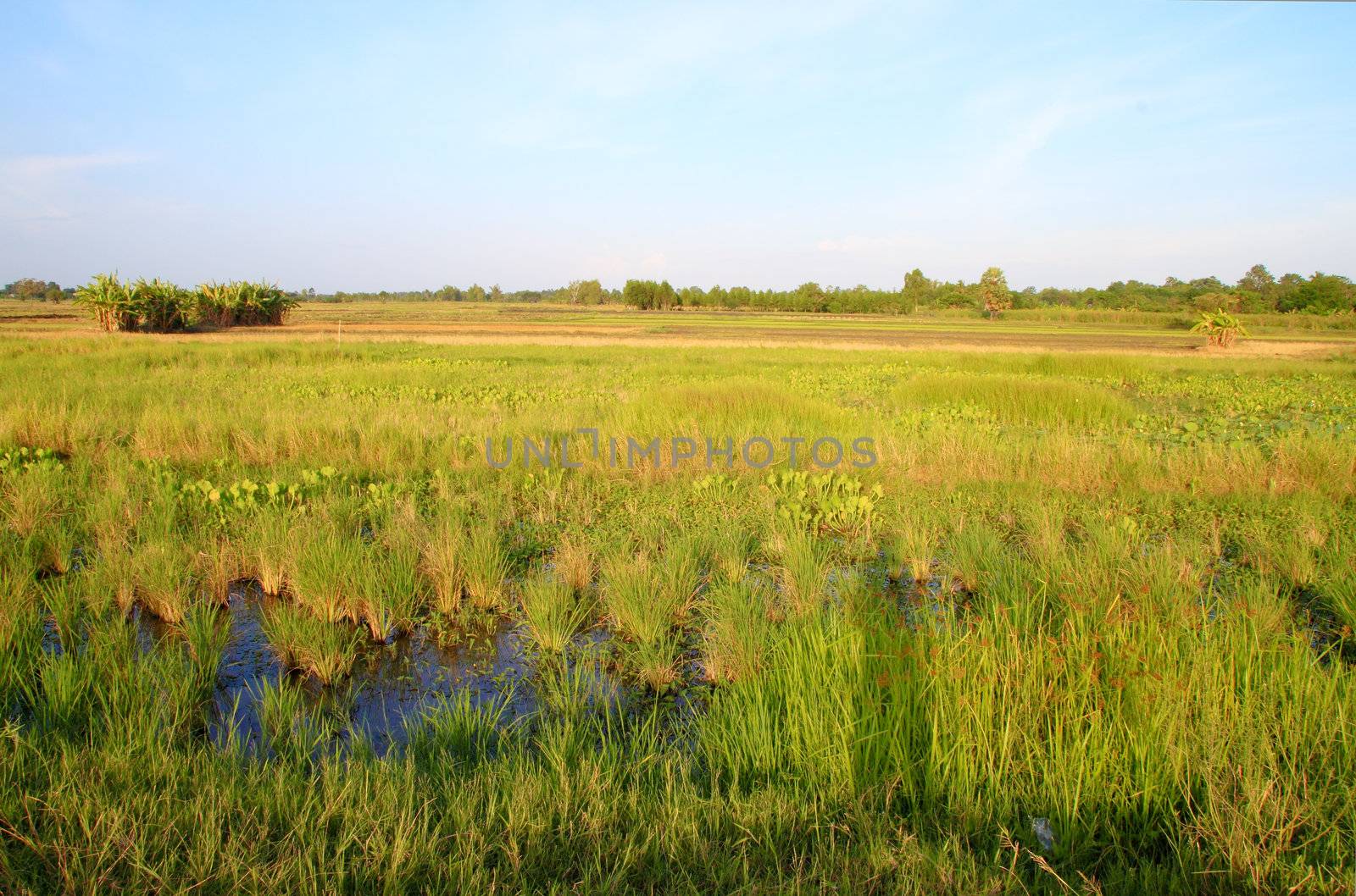 Rural landscape in country side, Thailand