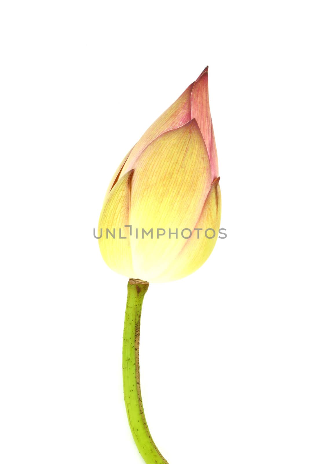 Bud lotus on white background