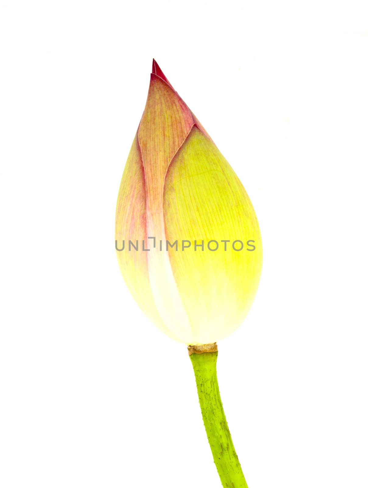 Bud lotus on white background