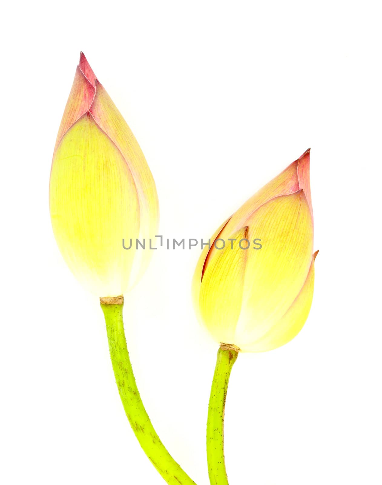 two bud lotus on white background