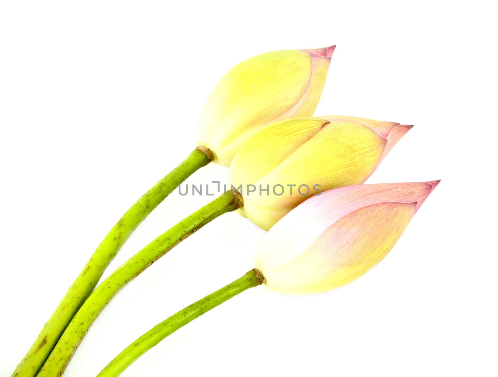 Three bud lotus on white background