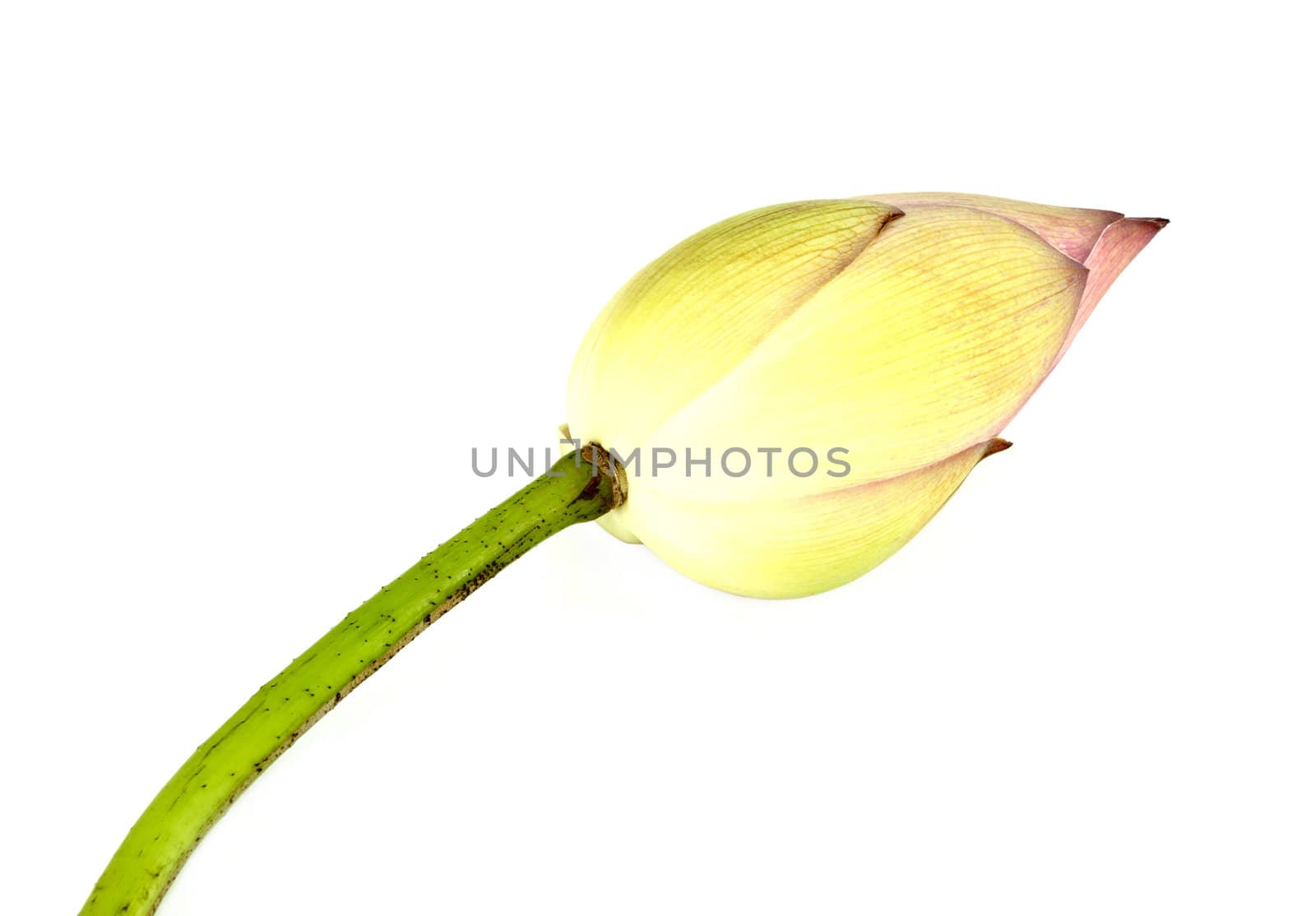 Bud lotus on white background