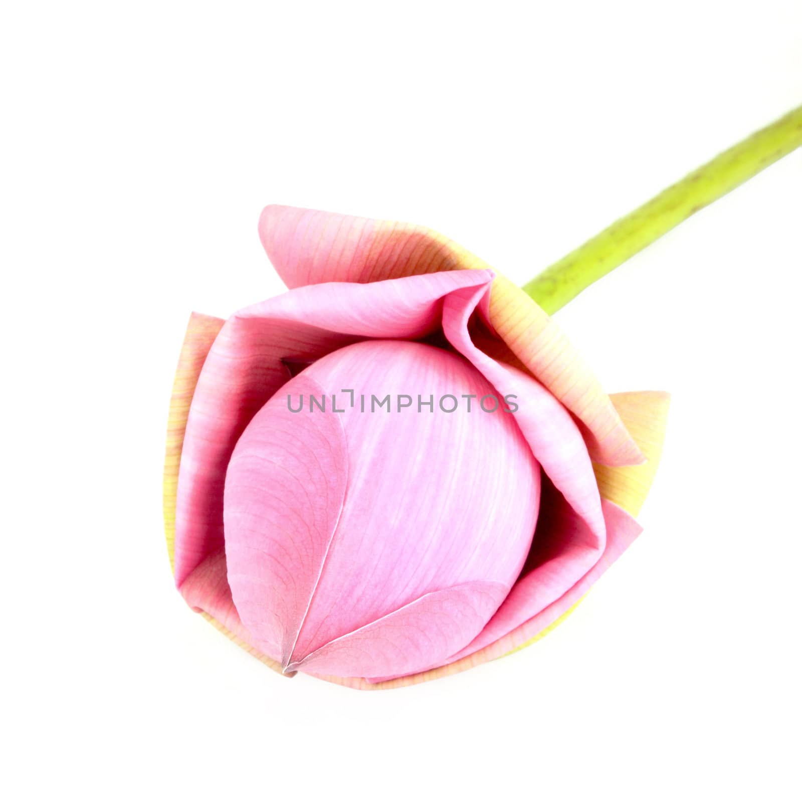 Bud lotus on white background