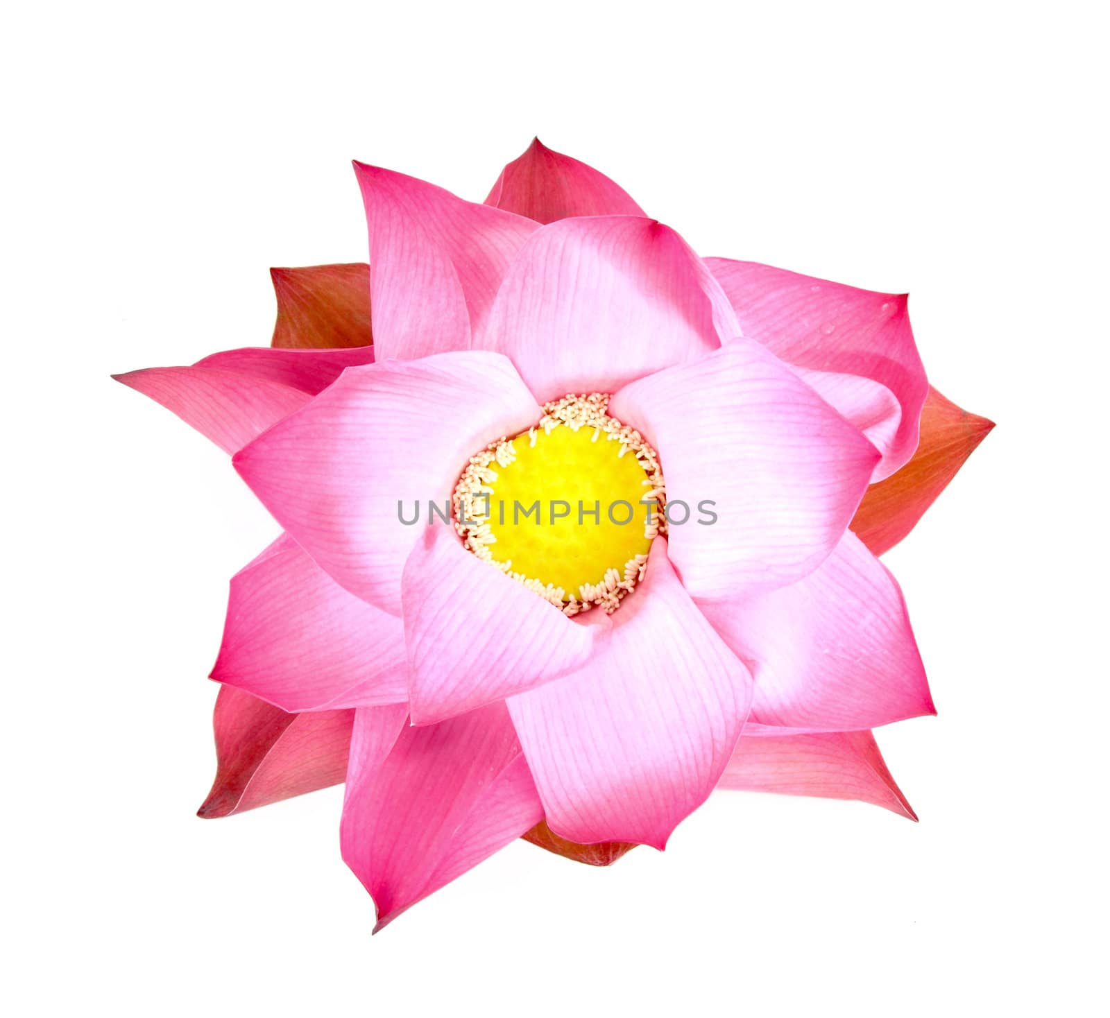 Bud lotus blooming  on white background