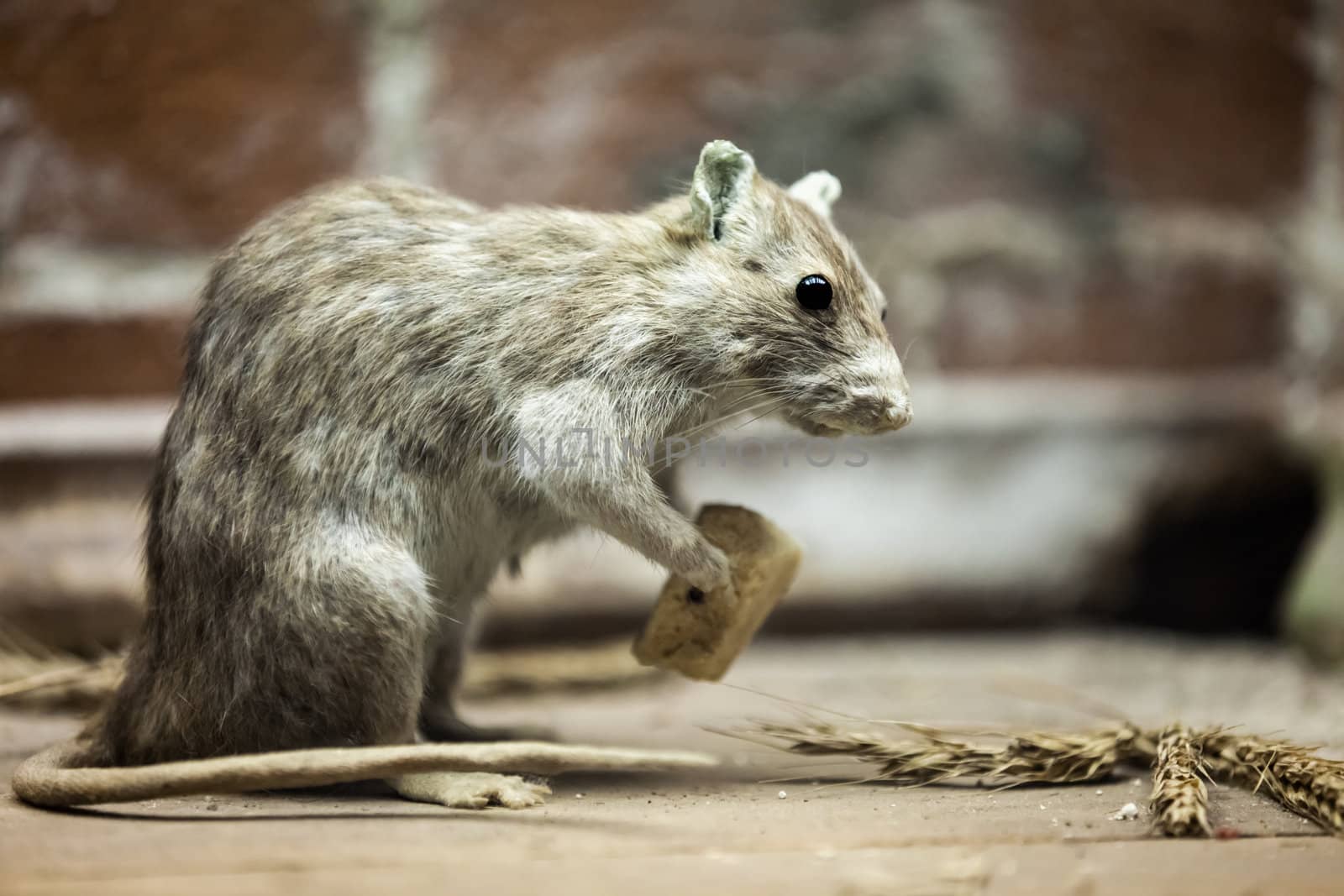 Rat animal eating bread food by ia_64