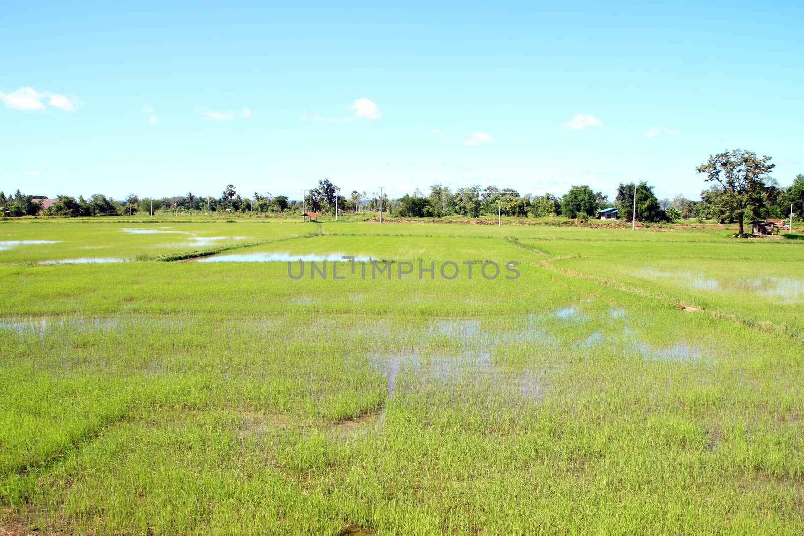 green grass rice field with blue sky