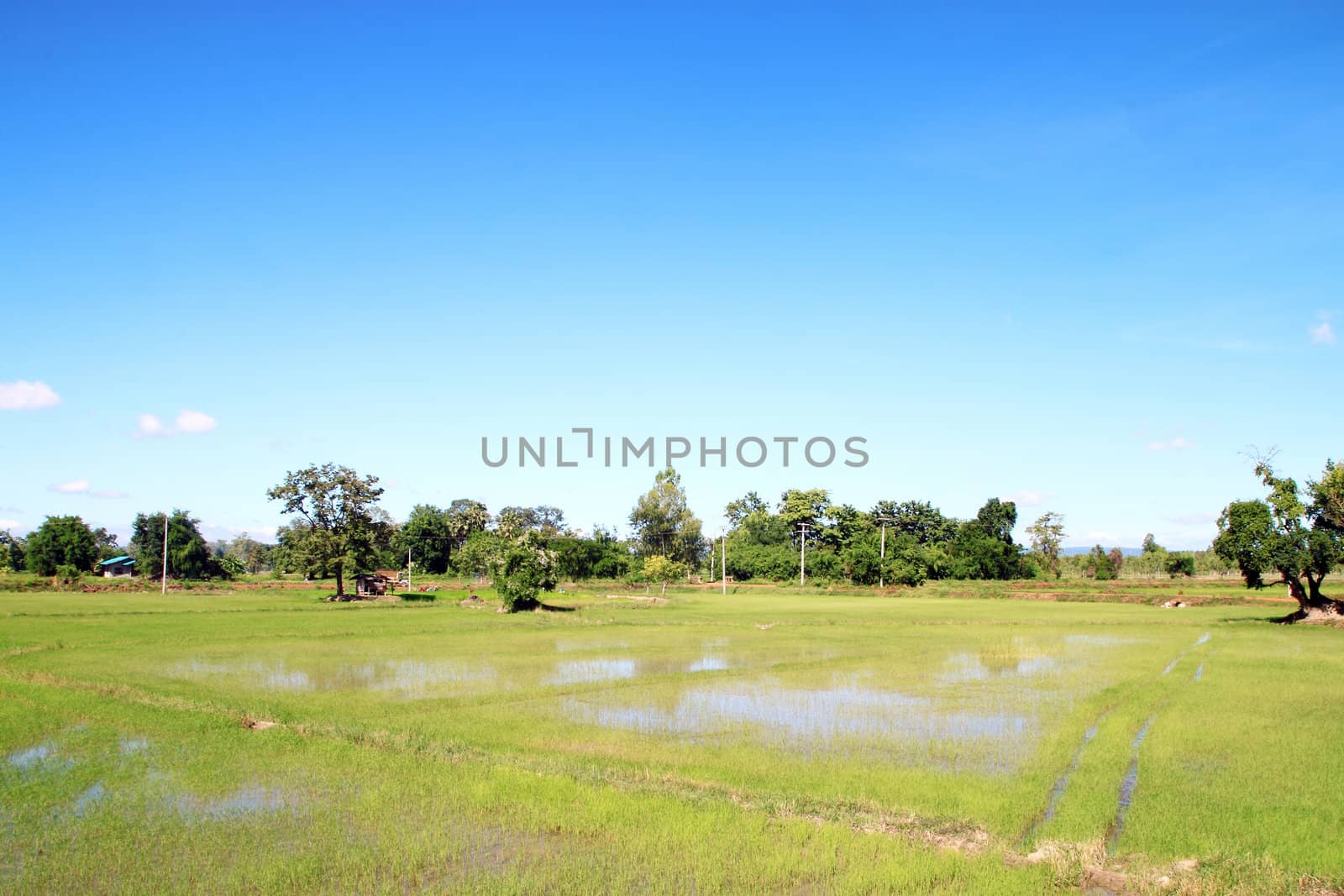 green grass rice field with blue sky