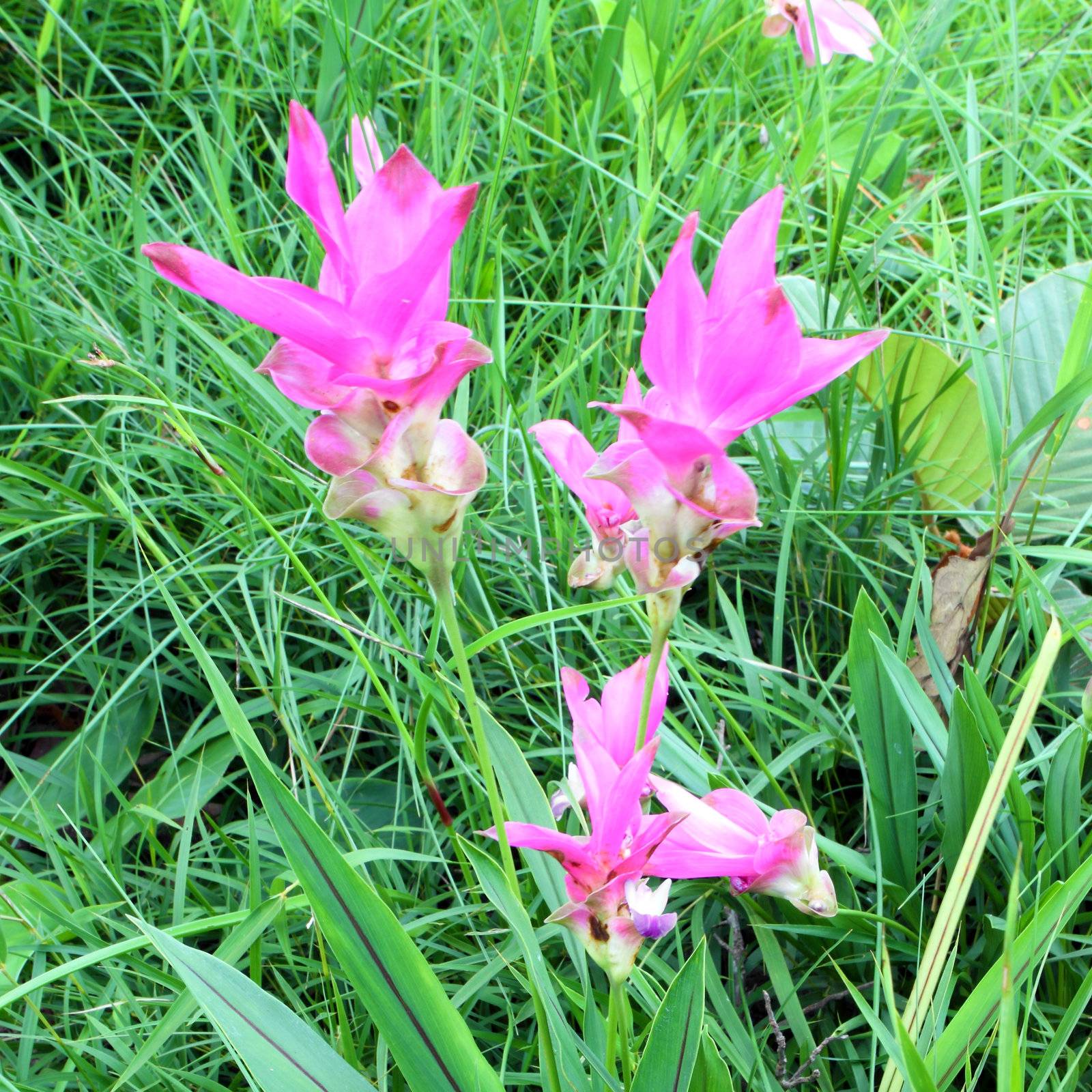 Siam Tulip or Patumma at Chaiyaphum province in Thailand