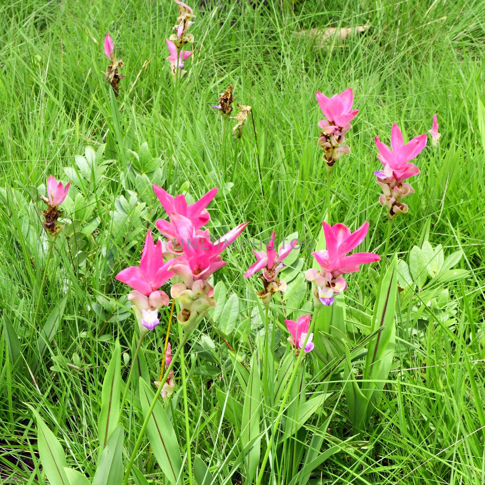 Siam Tulip or Patumma at Chaiyaphum province in Thailand