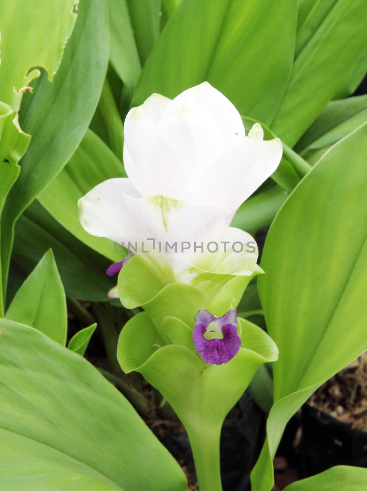 white Siam Tulip or Patumma at Chaiyaphum province in Thailand