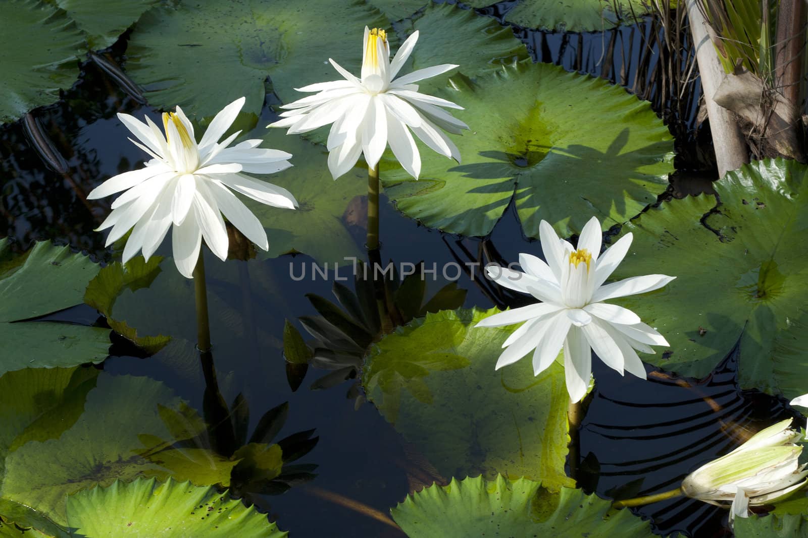 White Waterlily