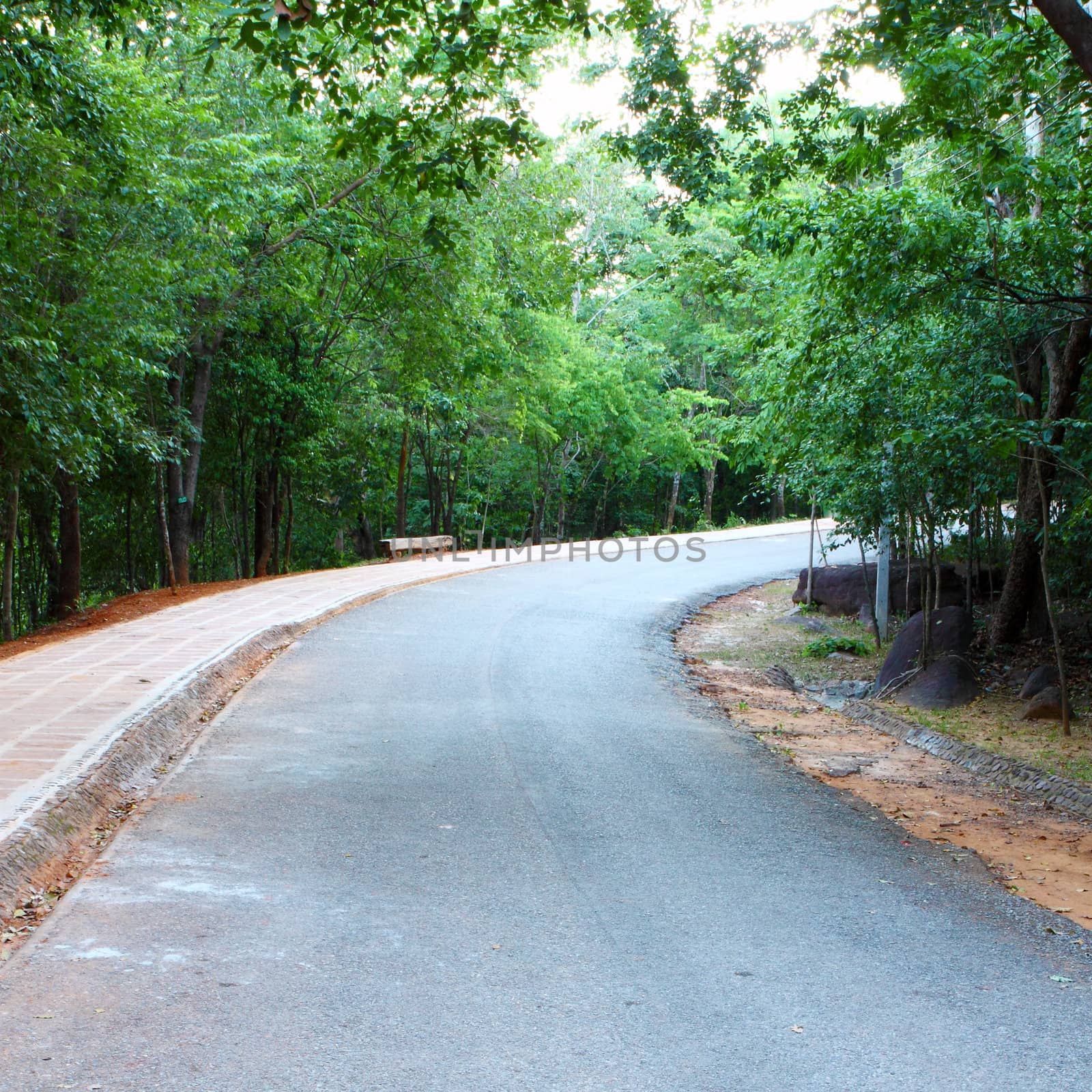 country curved road with trees on both sides