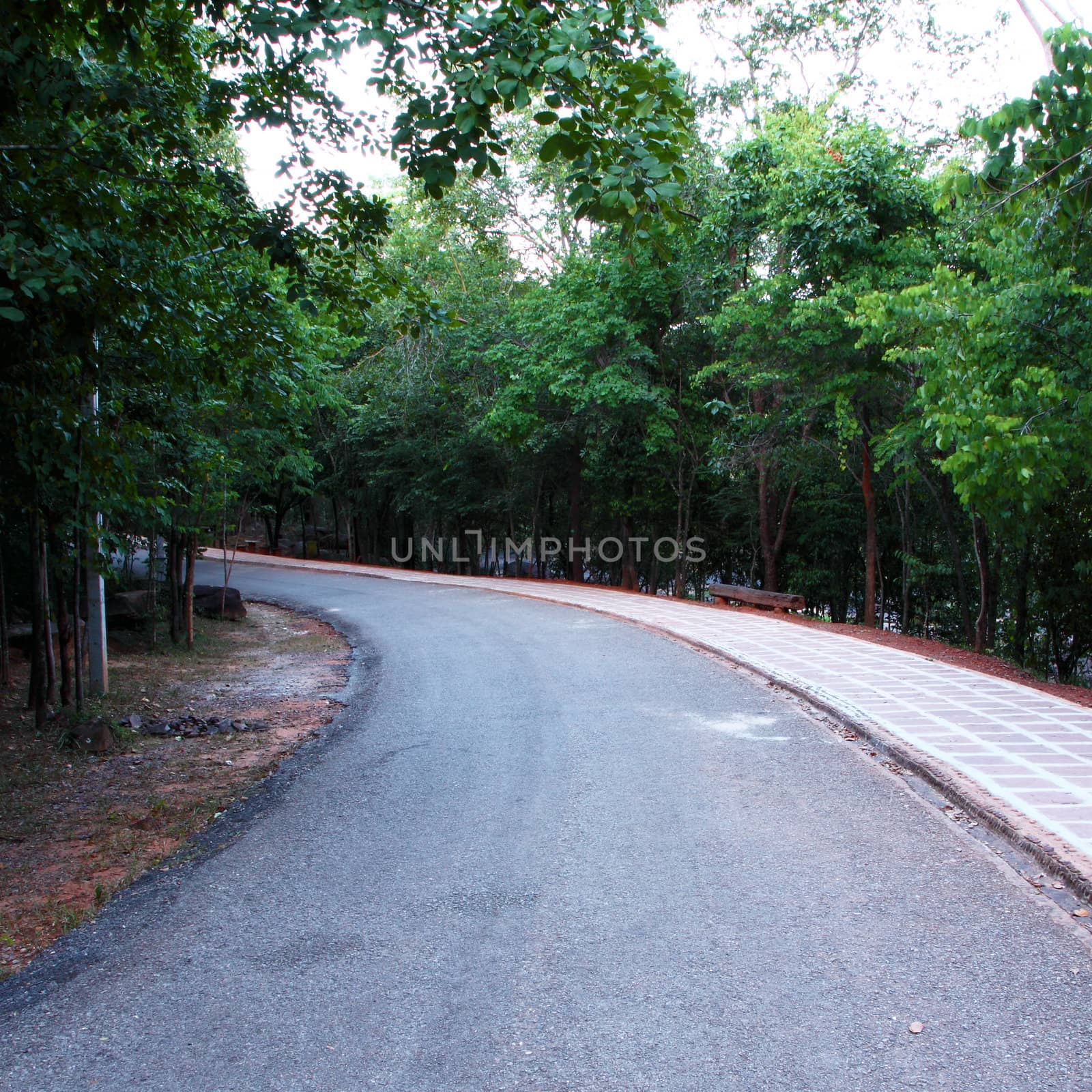 country curved road with trees on both sides