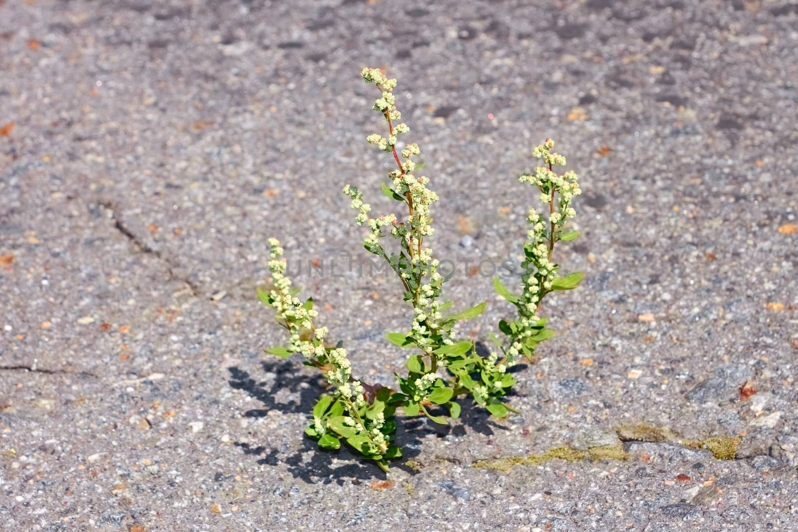 Quinoa plant on asphalt by qiiip