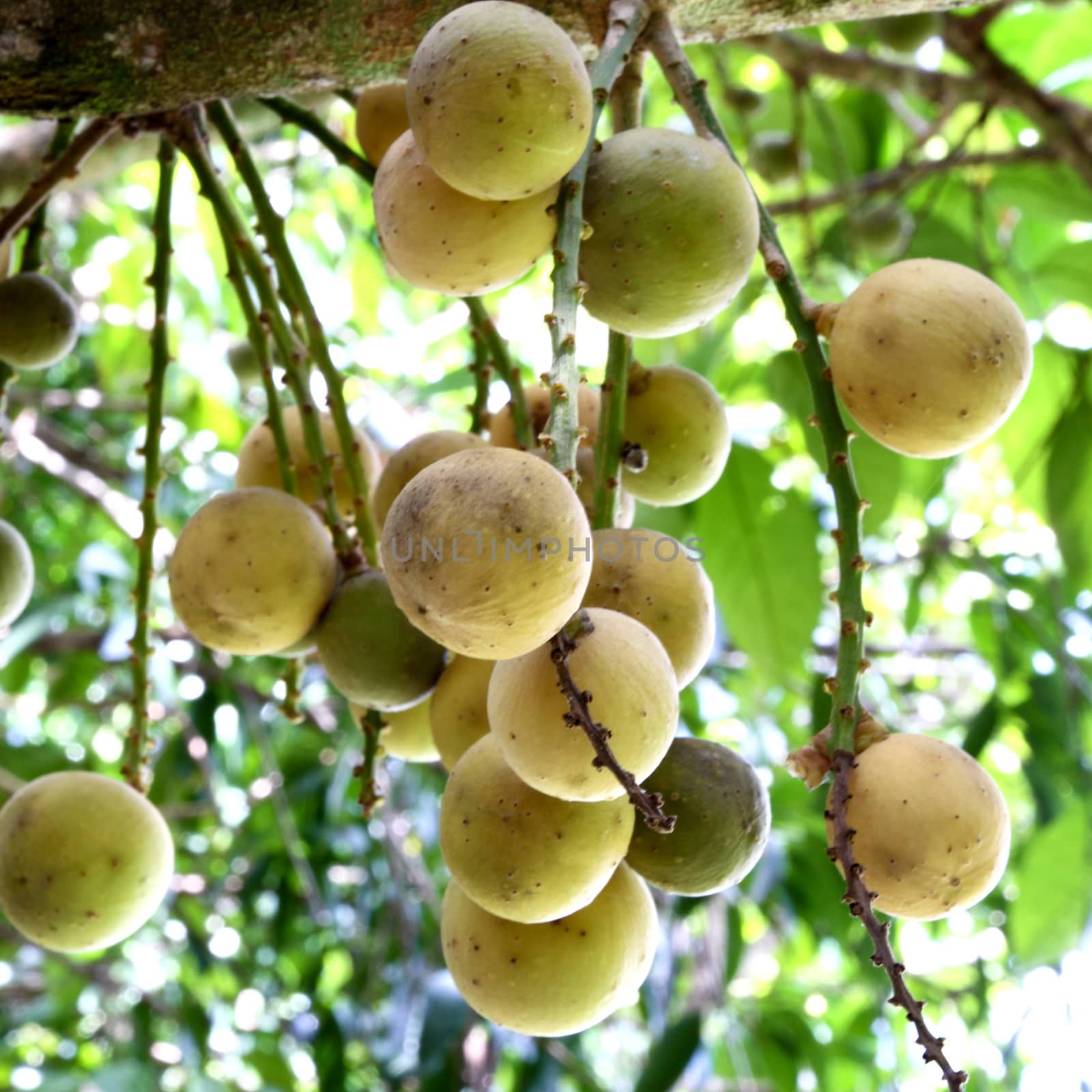 Fresh young Longkong (langsat) on tree