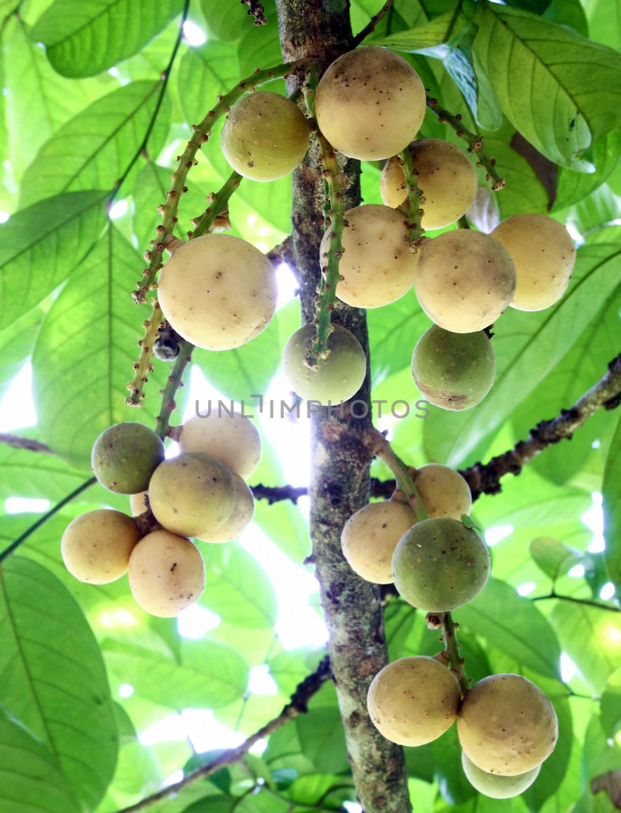 Fresh young Longkong (langsat) on tree