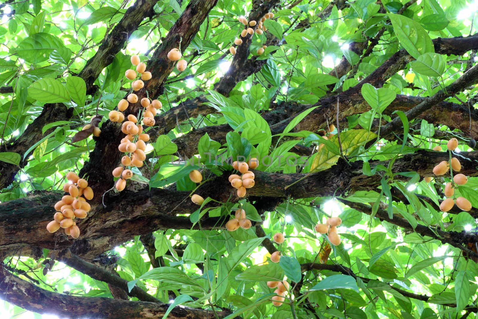 Bunch of Burmese grape (Baccaurea ramiflora) on tree